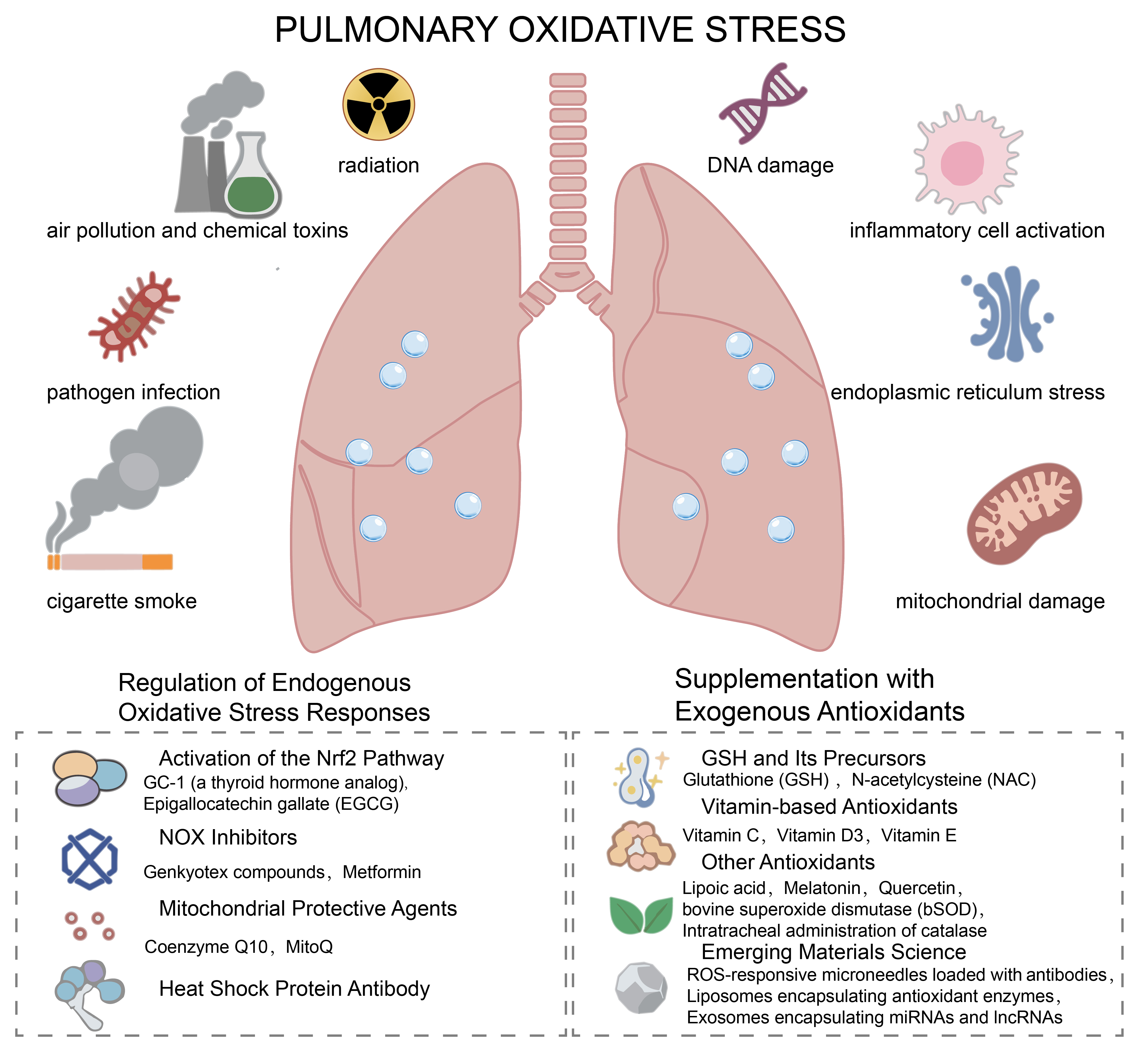 Antioxidants 15 00142 g001