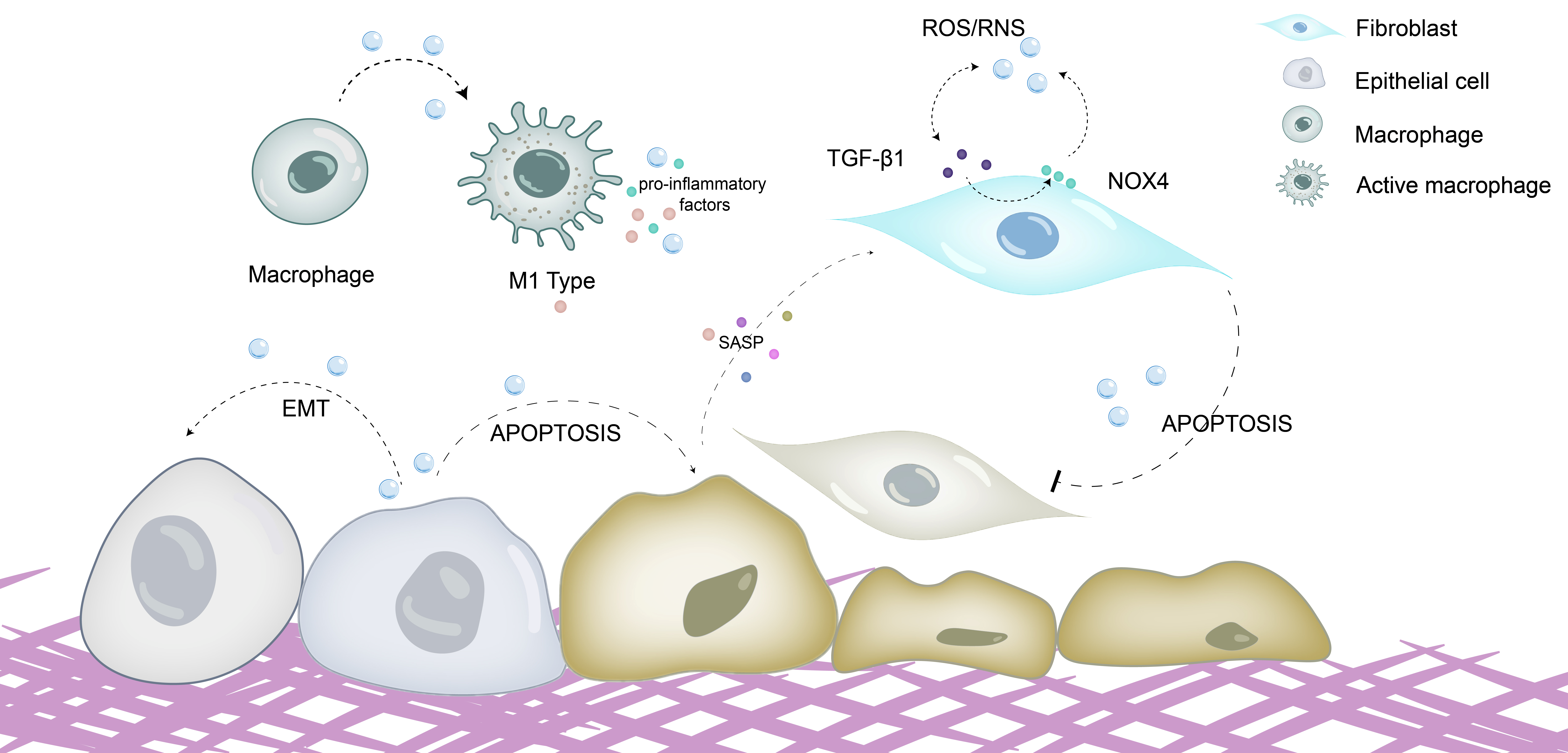 Antioxidants 15 00142 g002