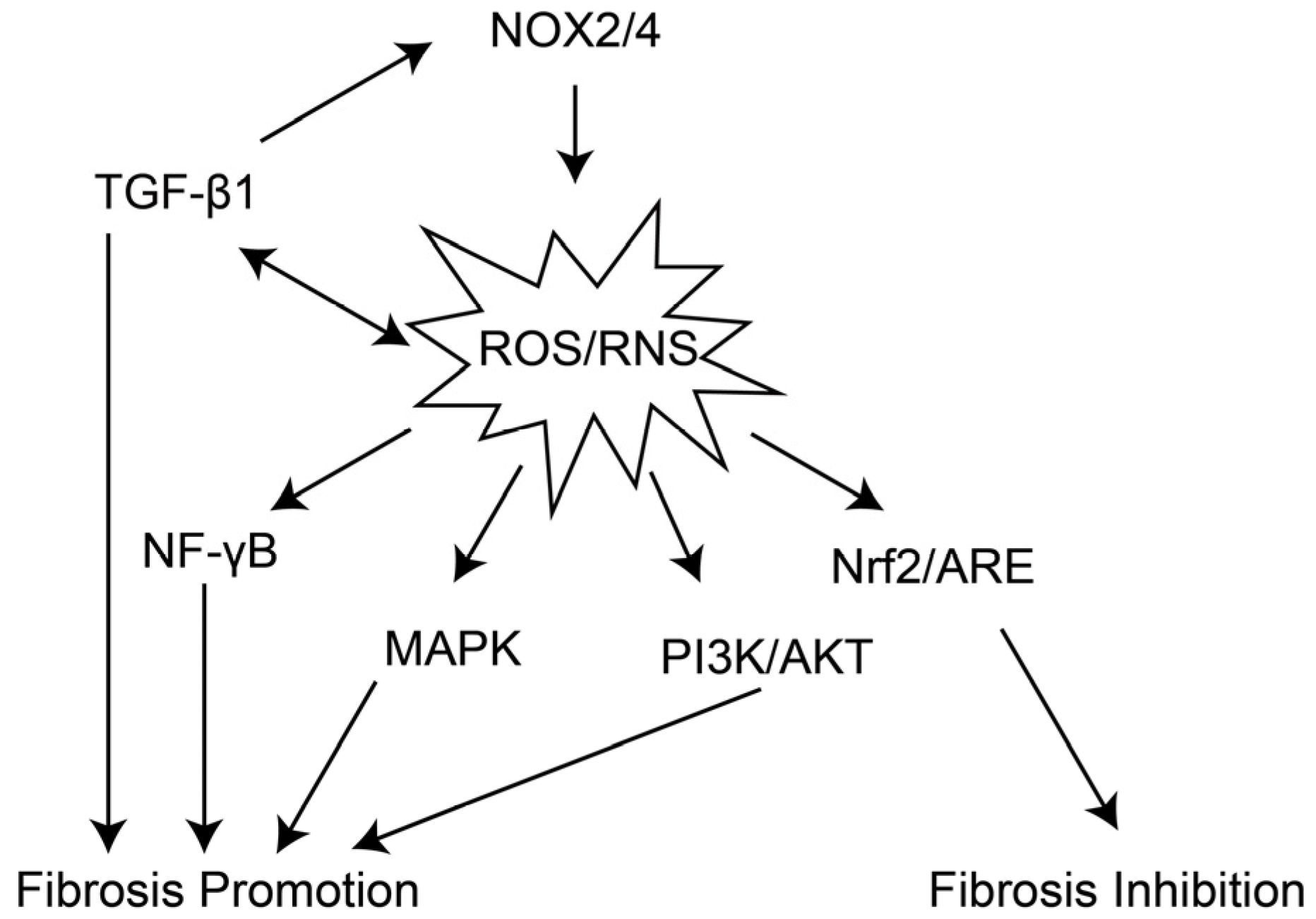 Antioxidants 15 00142 g003