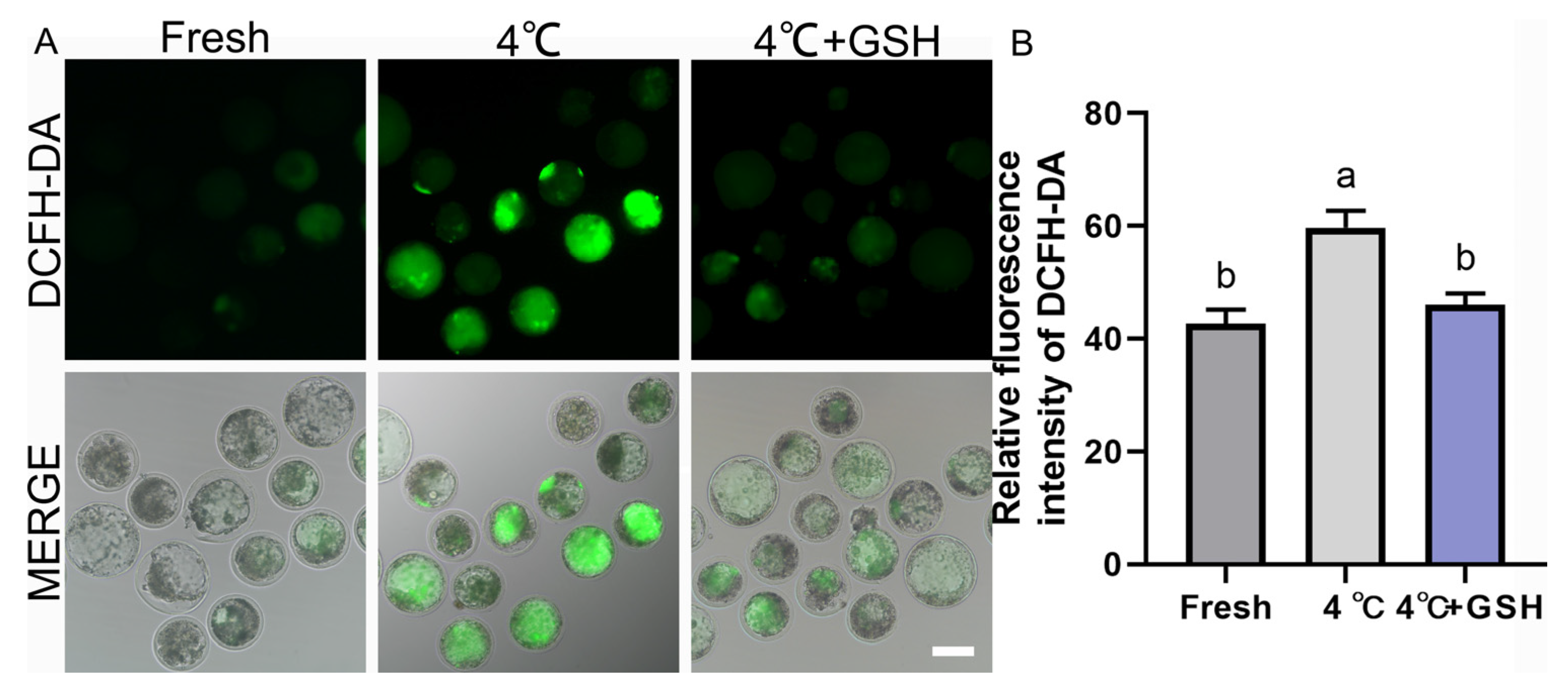 Antioxidants 15 00148 g002