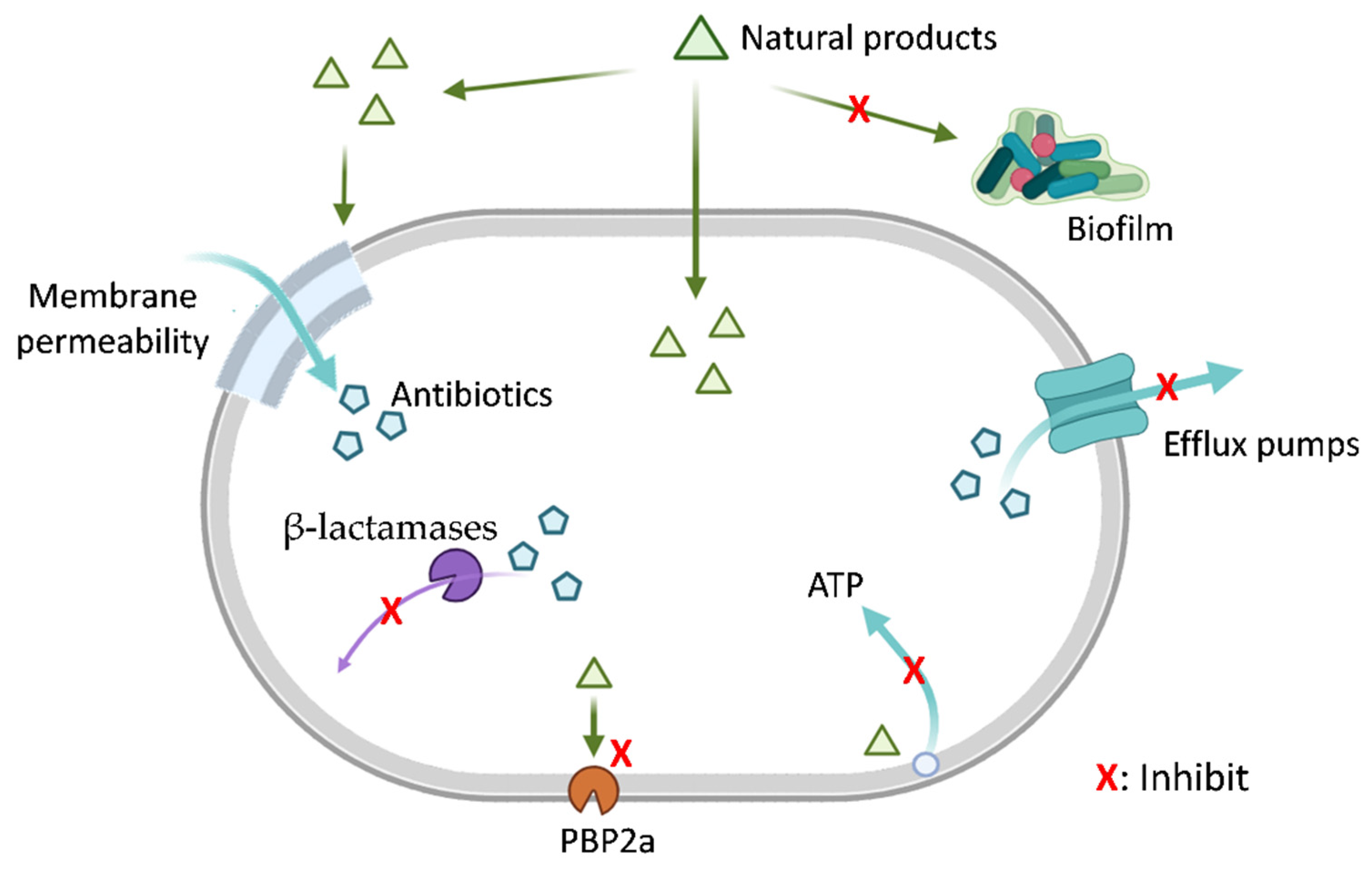 Antioxidants 15 00154 g001