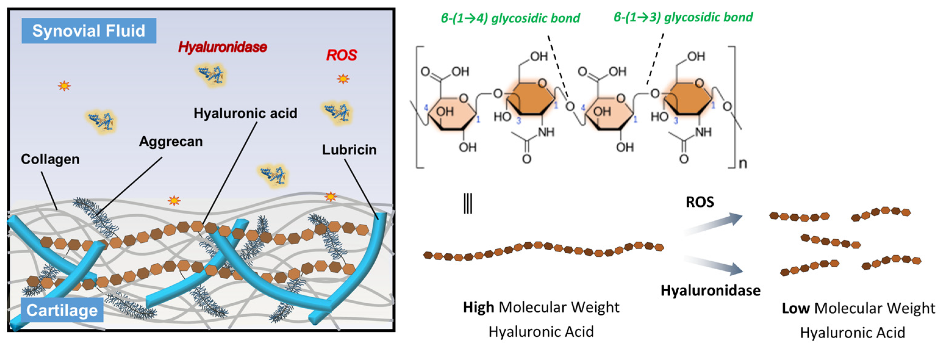 Antioxidants 15 00163 g001