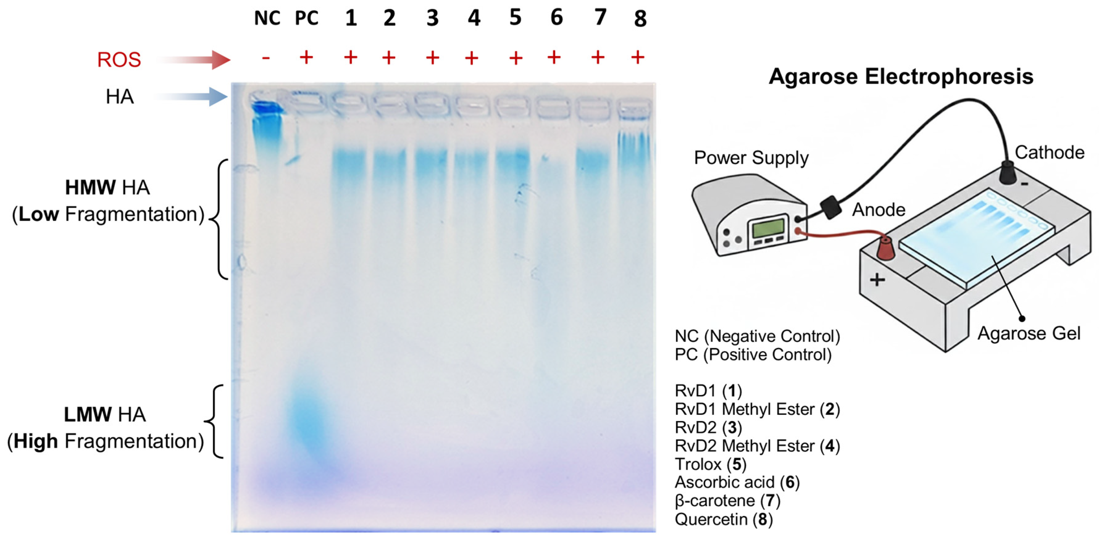 Antioxidants 15 00163 g010