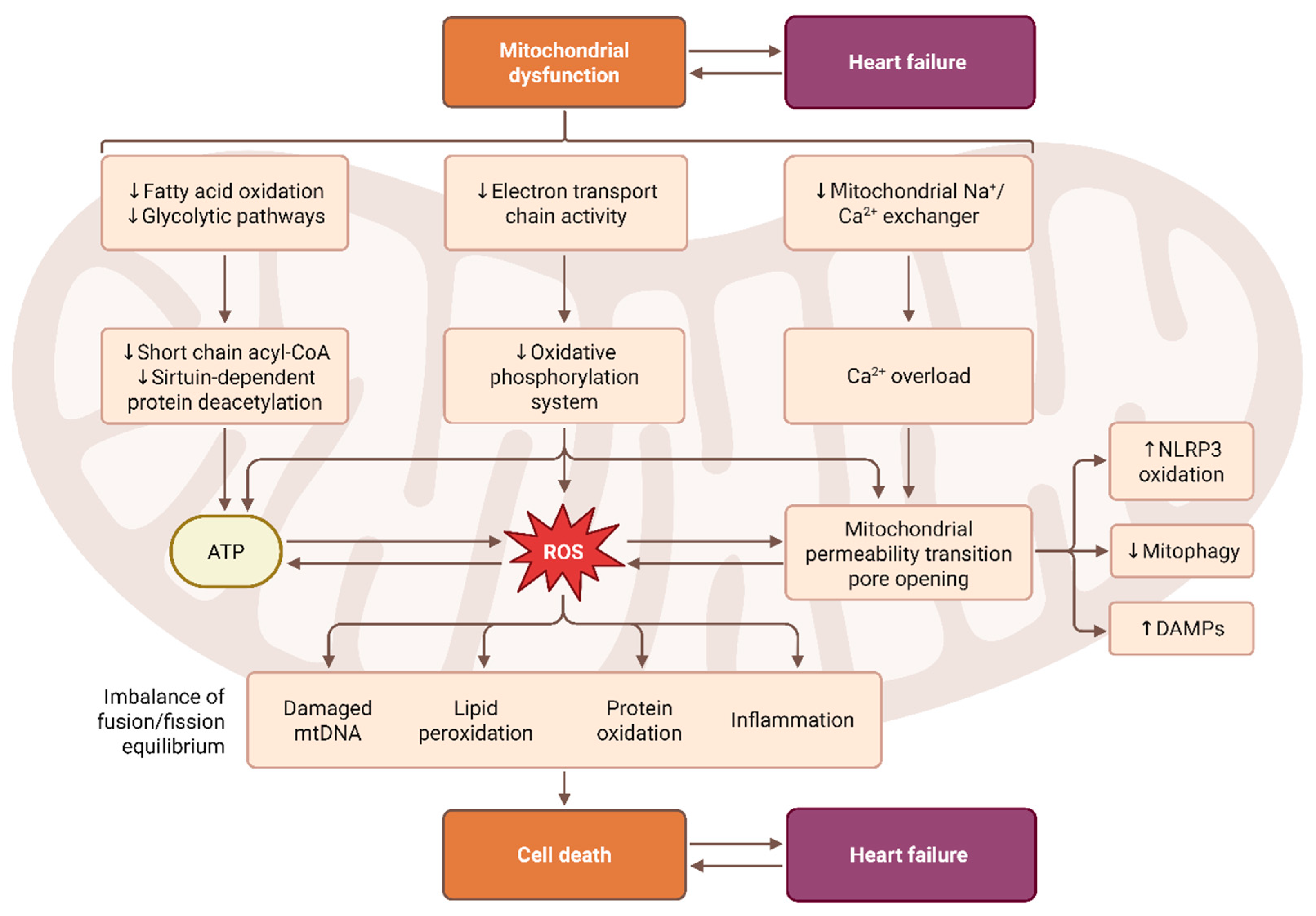 Antioxidants 15 00164 g003 Antioxidants 15 00164 g003