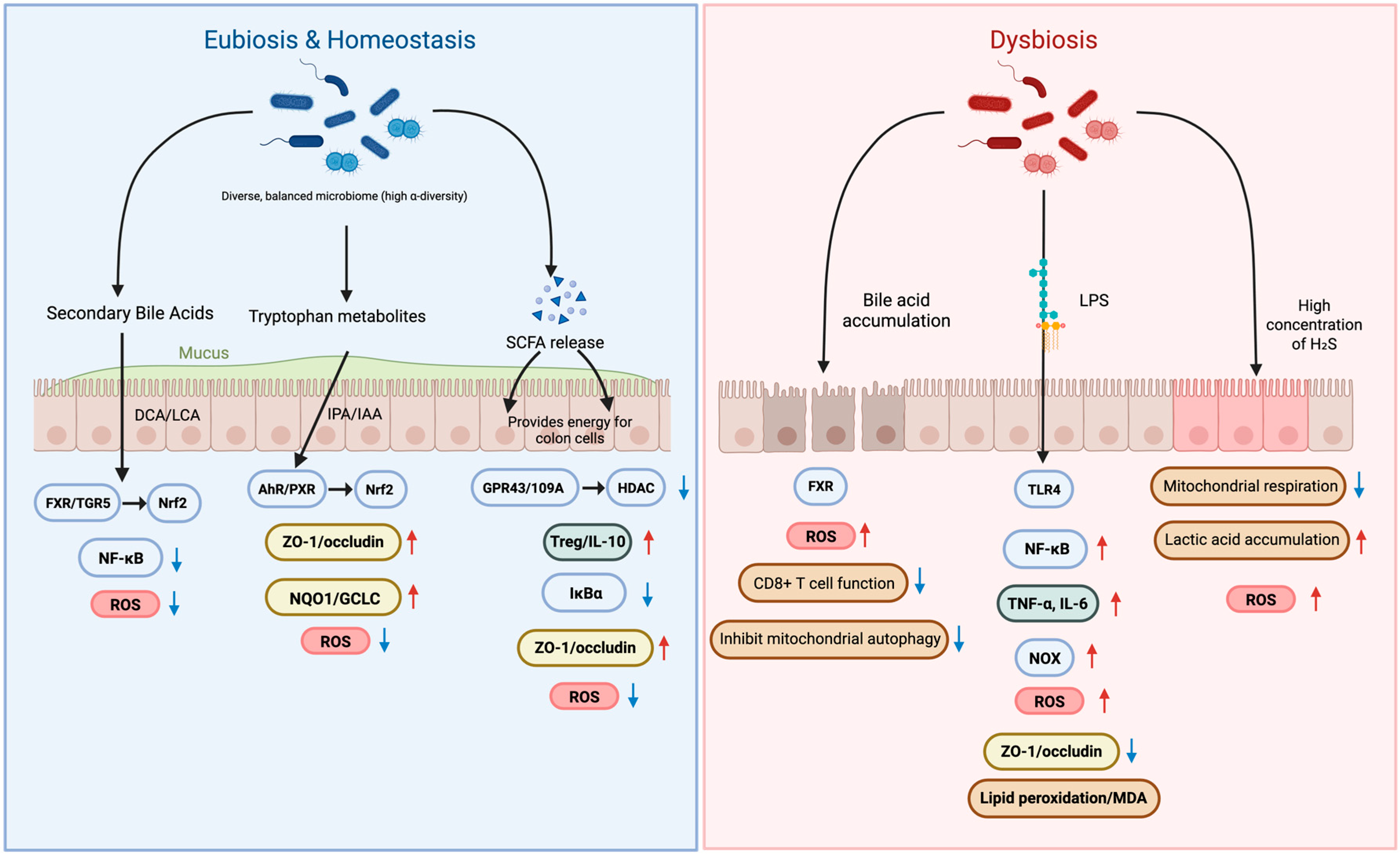 Antioxidants 15 00175 g001