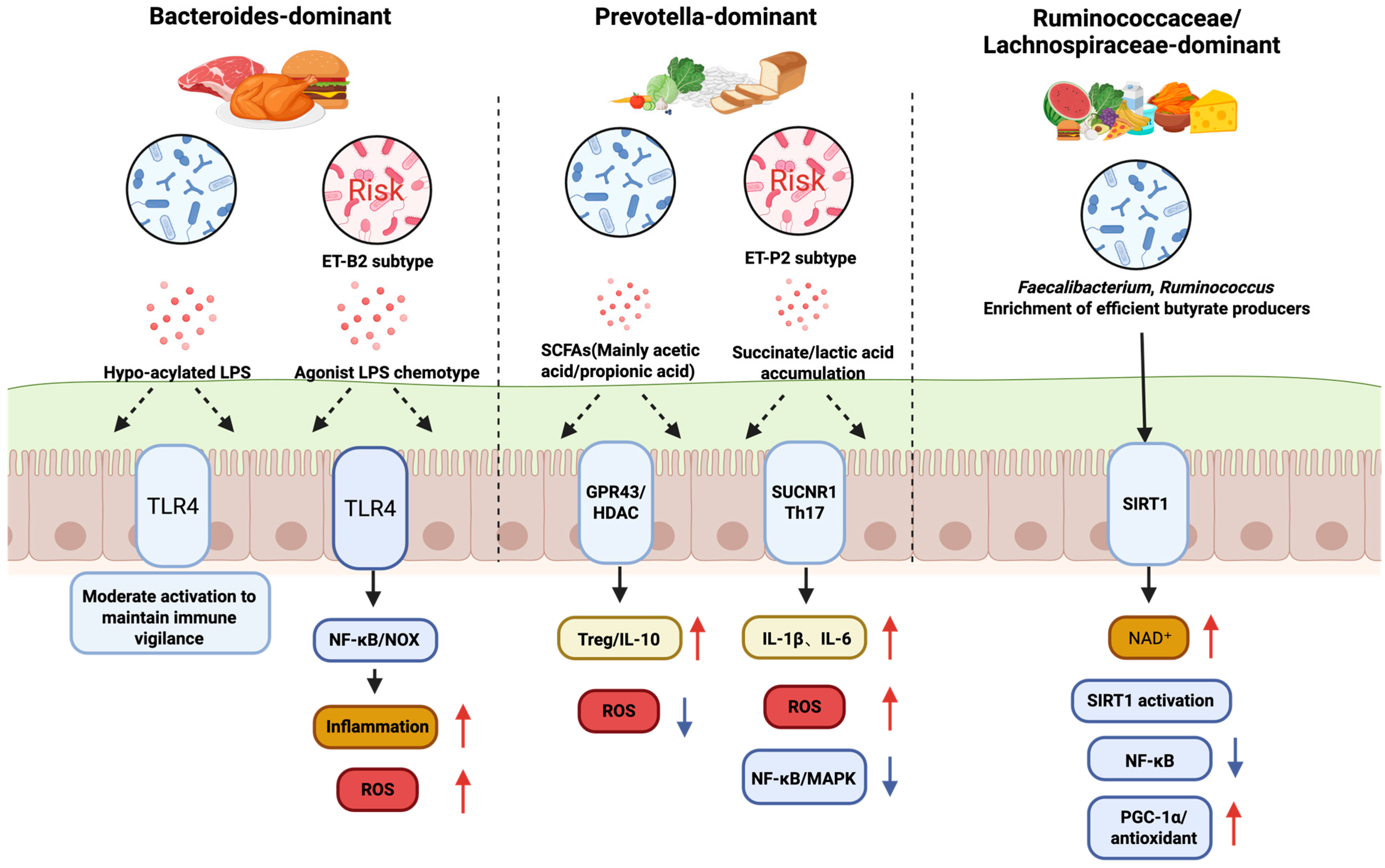 Antioxidants 15 00175 g002