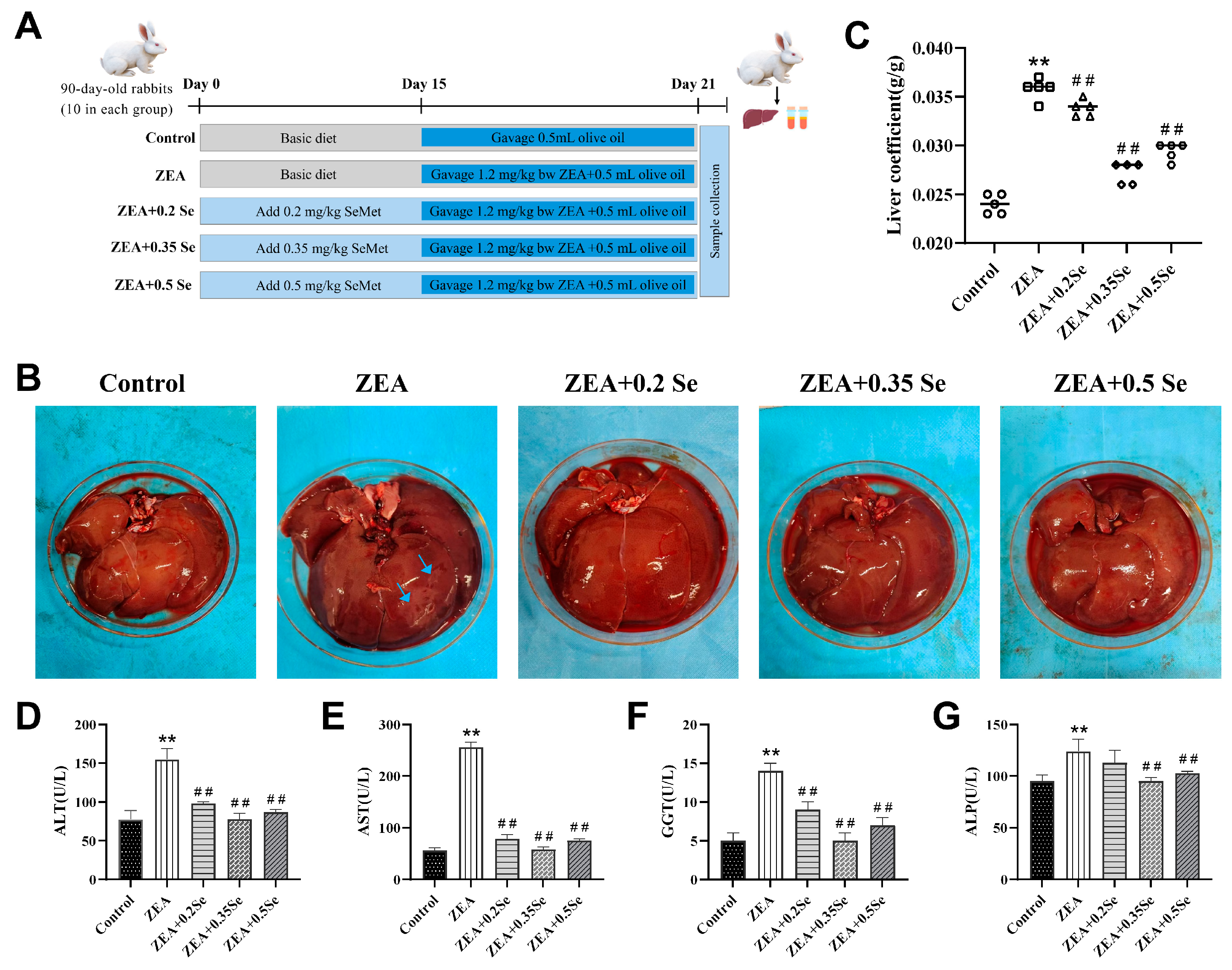 Antioxidants 15 00176 g001 Antioxidants 15 00176 g001