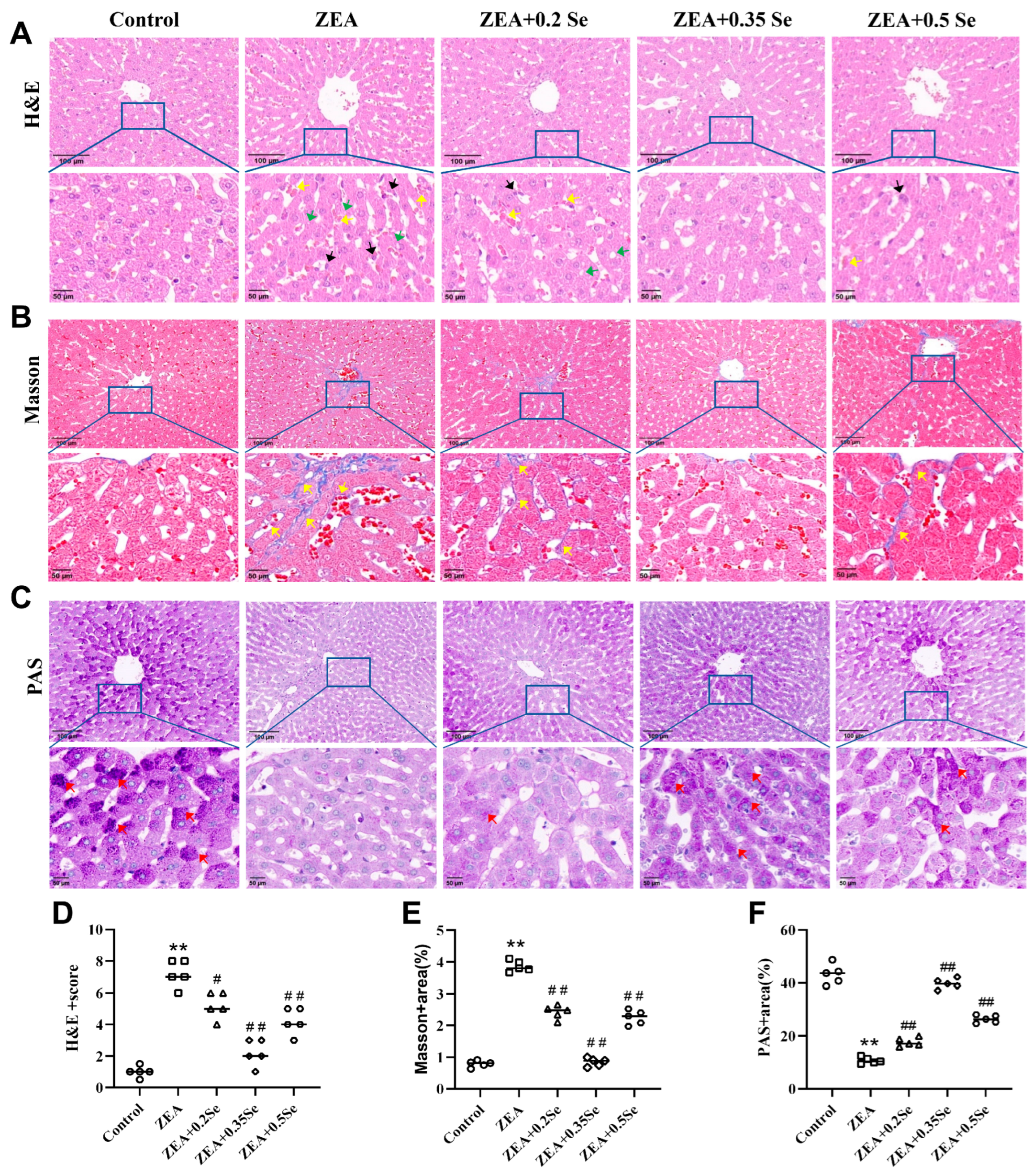 Antioxidants 15 00176 g002 Antioxidants 15 00176 g002