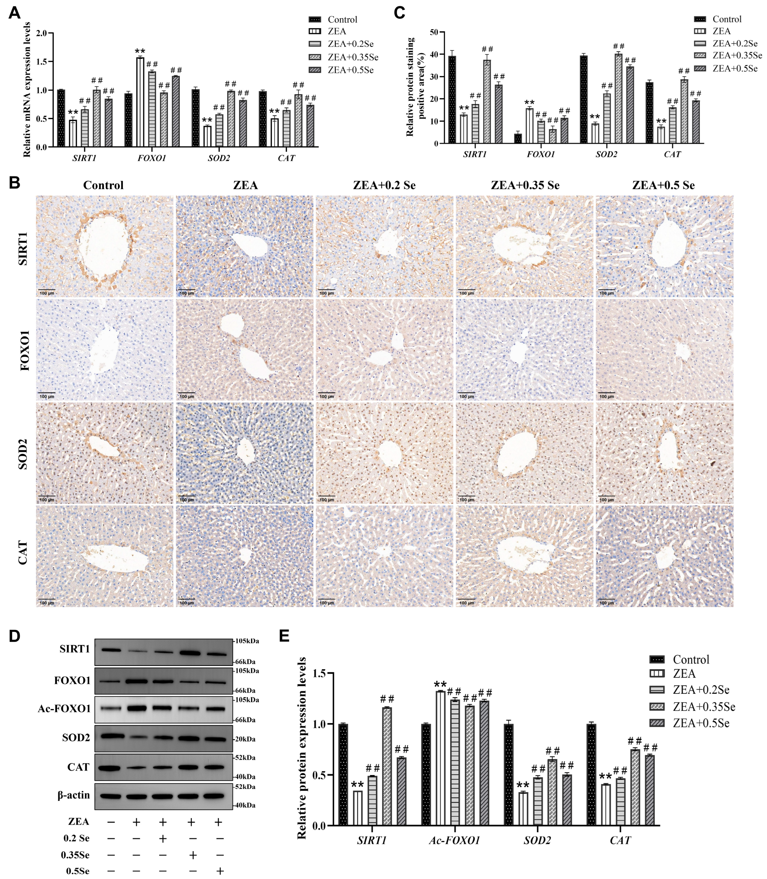 Antioxidants 15 00176 g004 Antioxidants 15 00176 g004