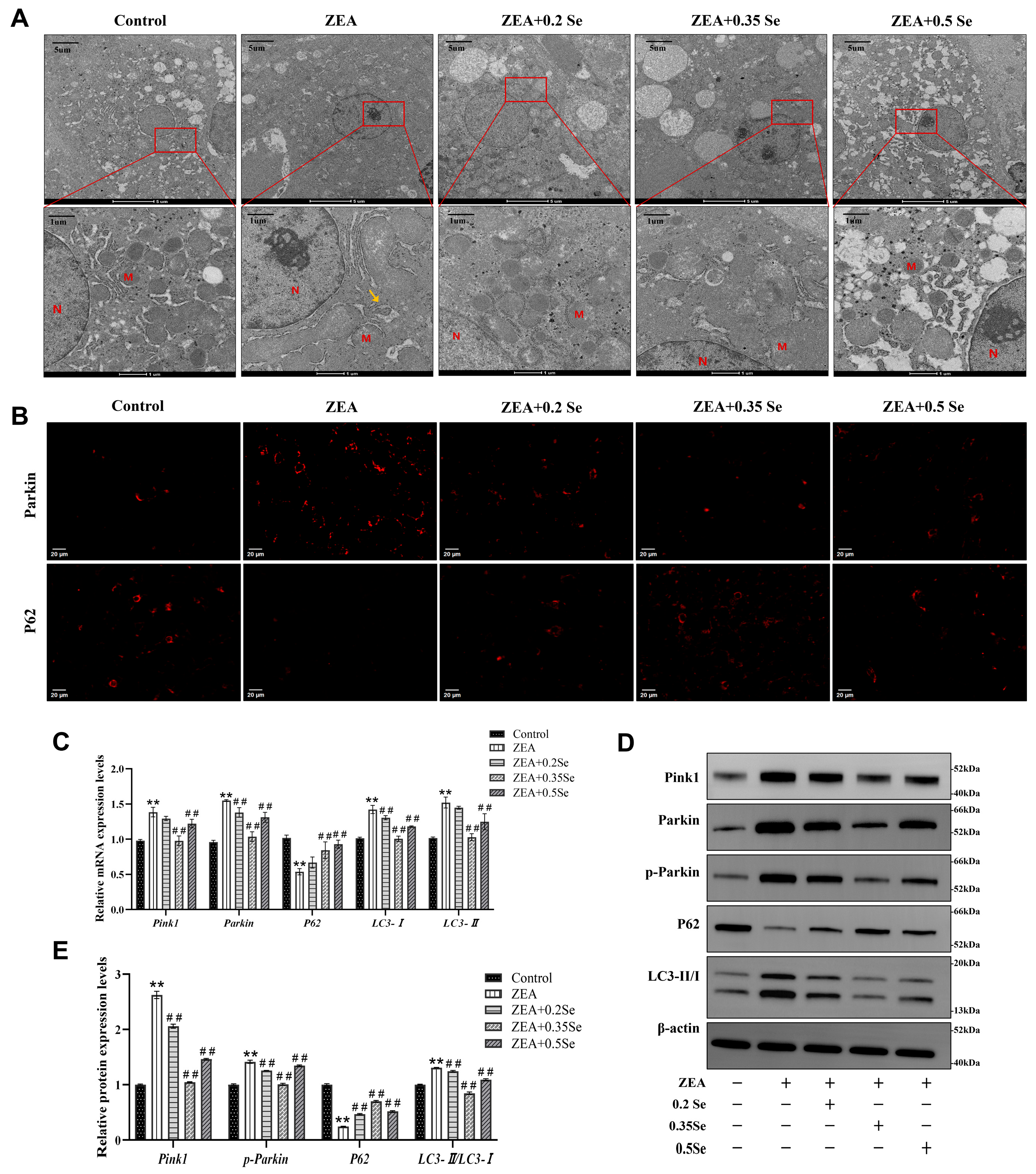 Antioxidants 15 00176 g006 Antioxidants 15 00176 g006