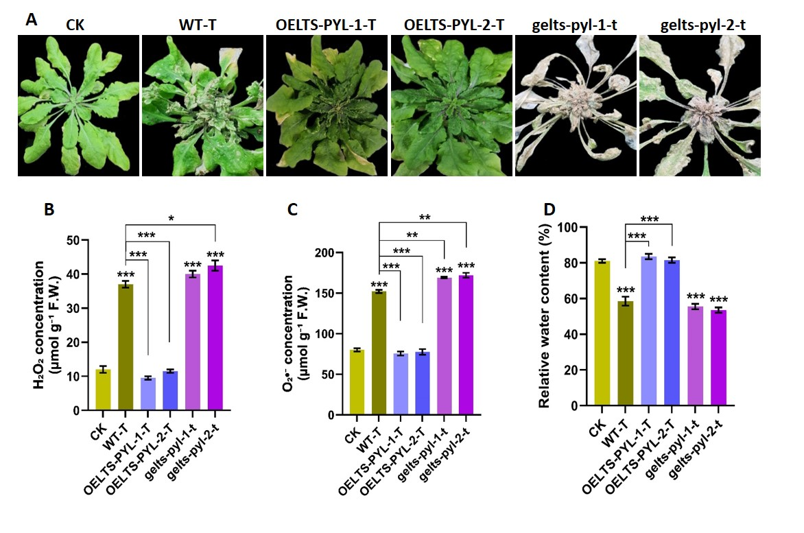 Antioxidants 15 00178 g003 Antioxidants 15 00178 g003