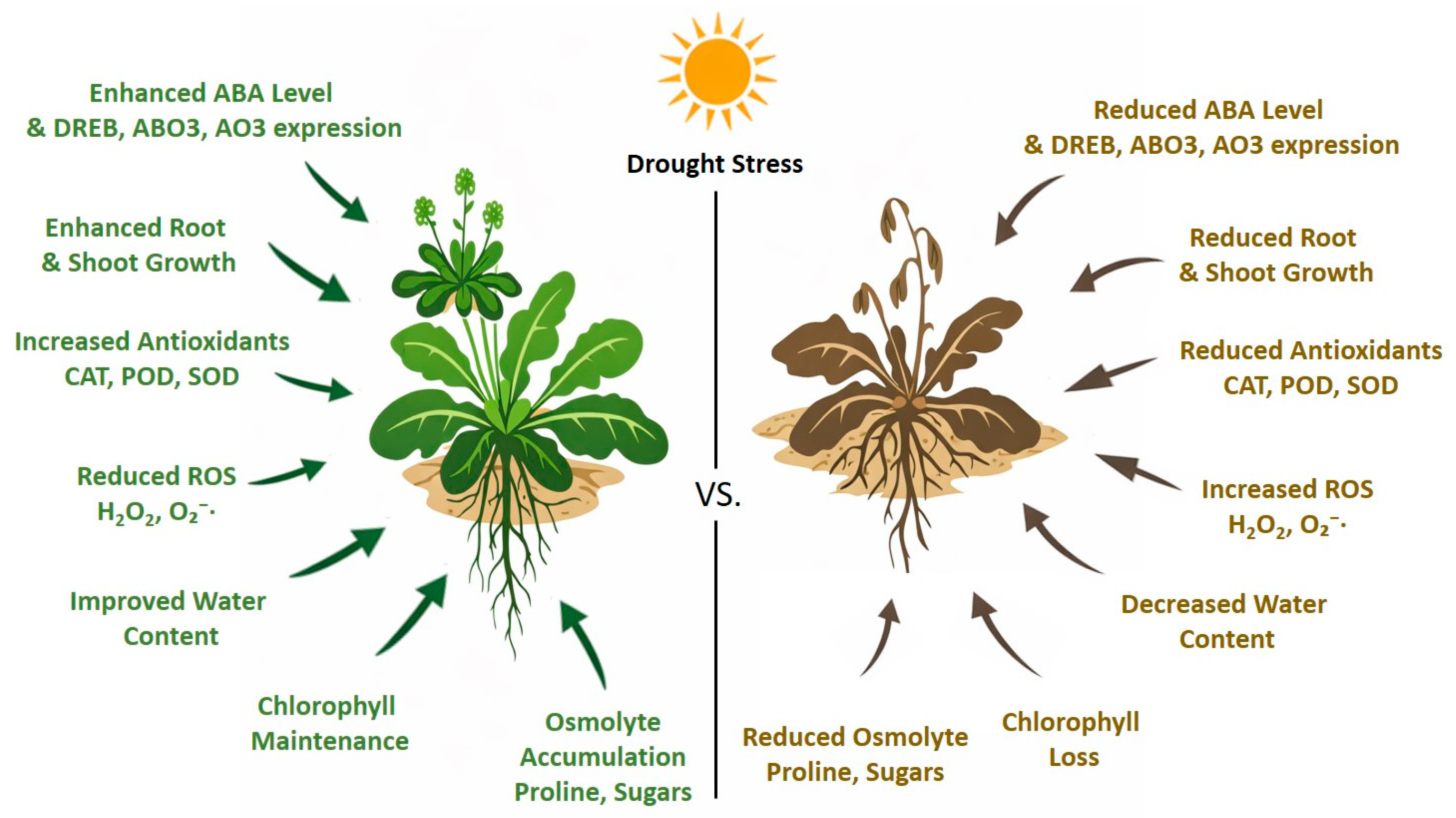Antioxidants 15 00178 g008 Antioxidants 15 00178 g008