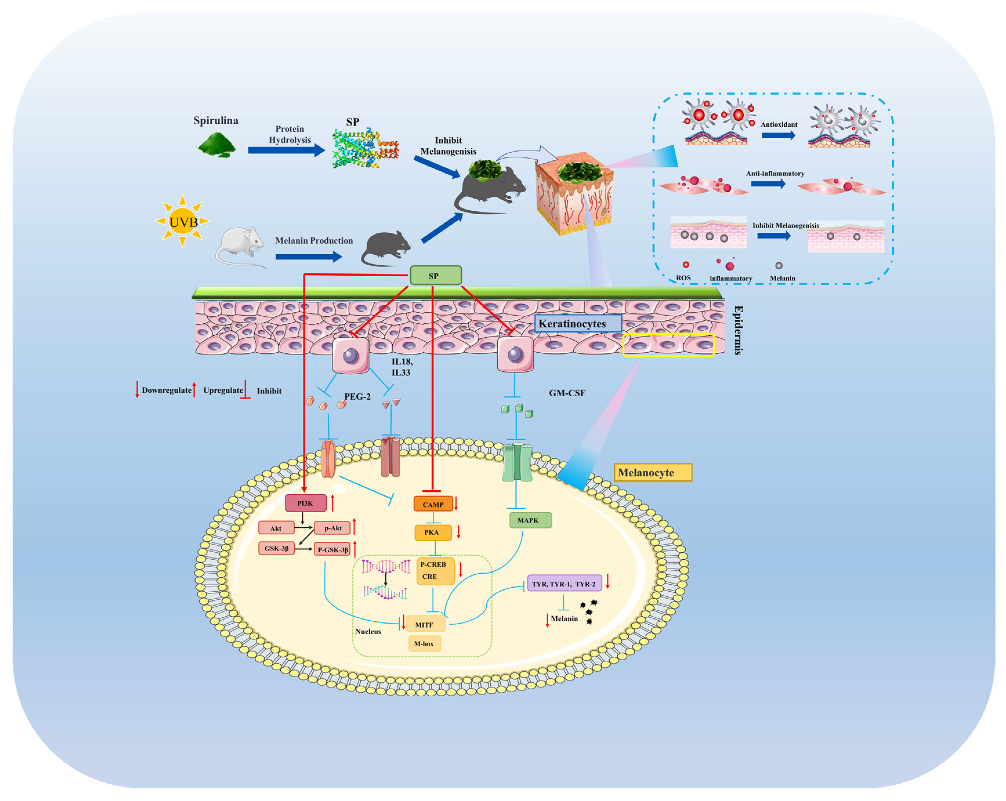 Antioxidants 15 00181 g008