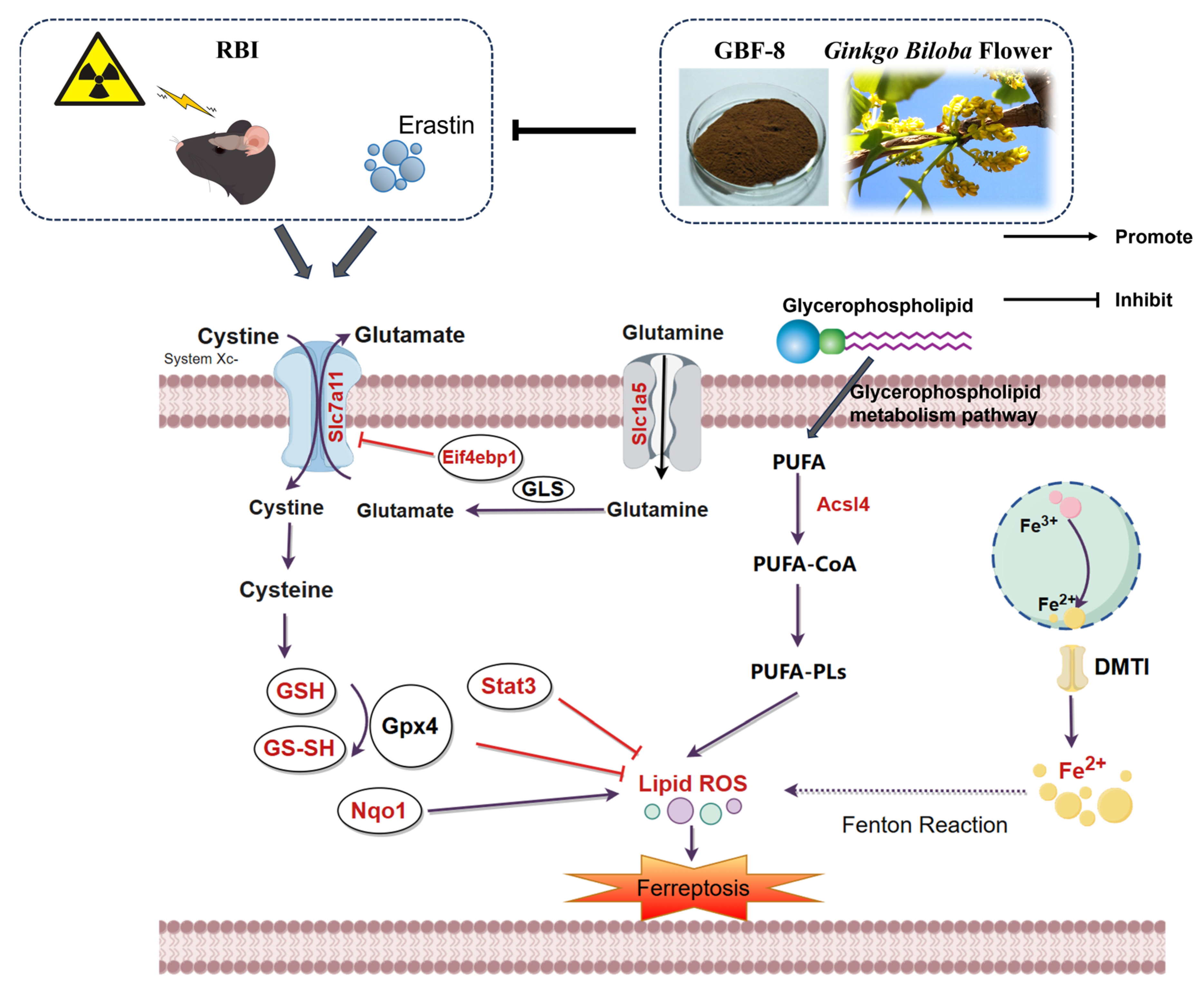 Antioxidants 15 00183 g009