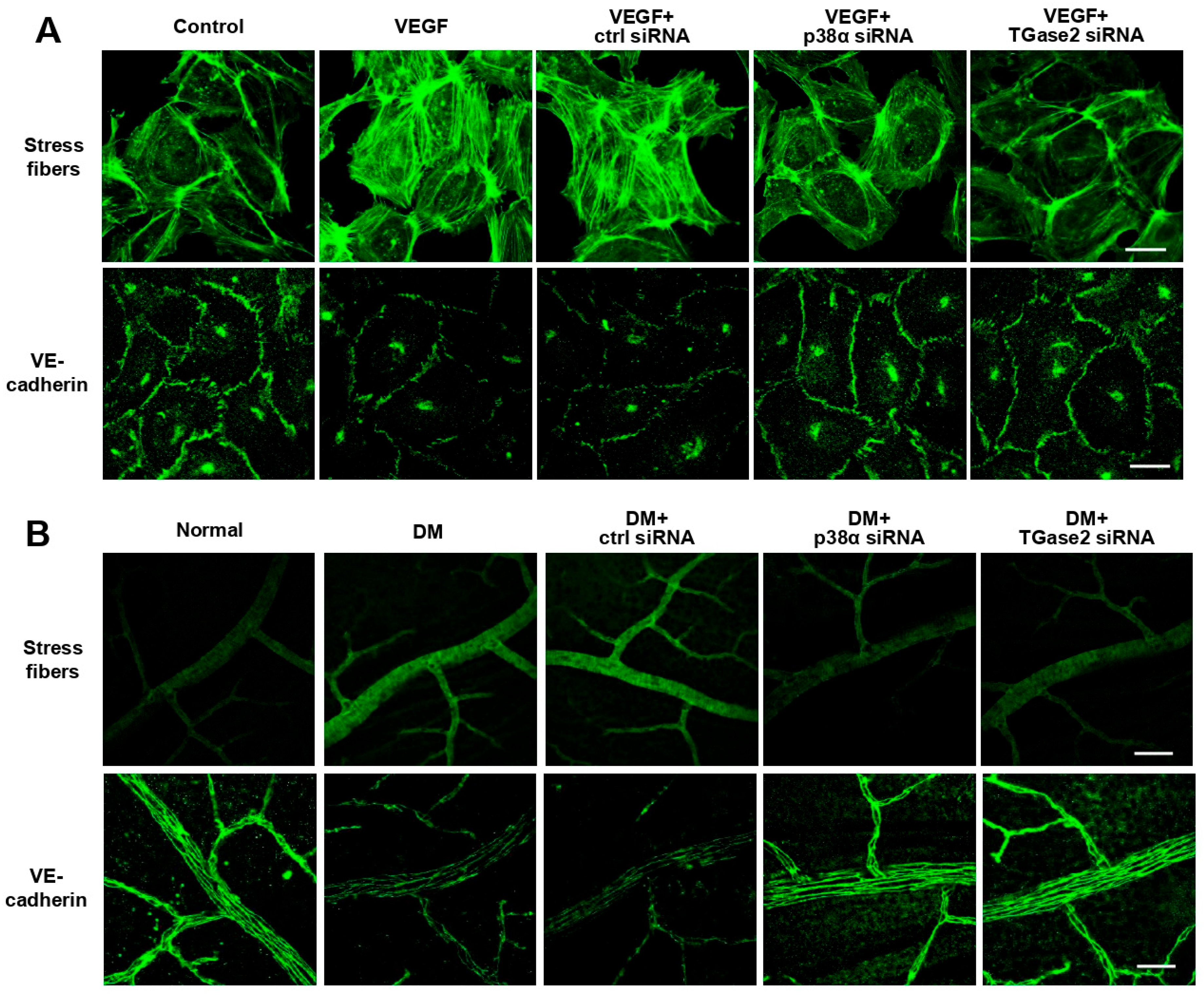 Antioxidants 15 00192 g007 Antioxidants 15 00192 g007