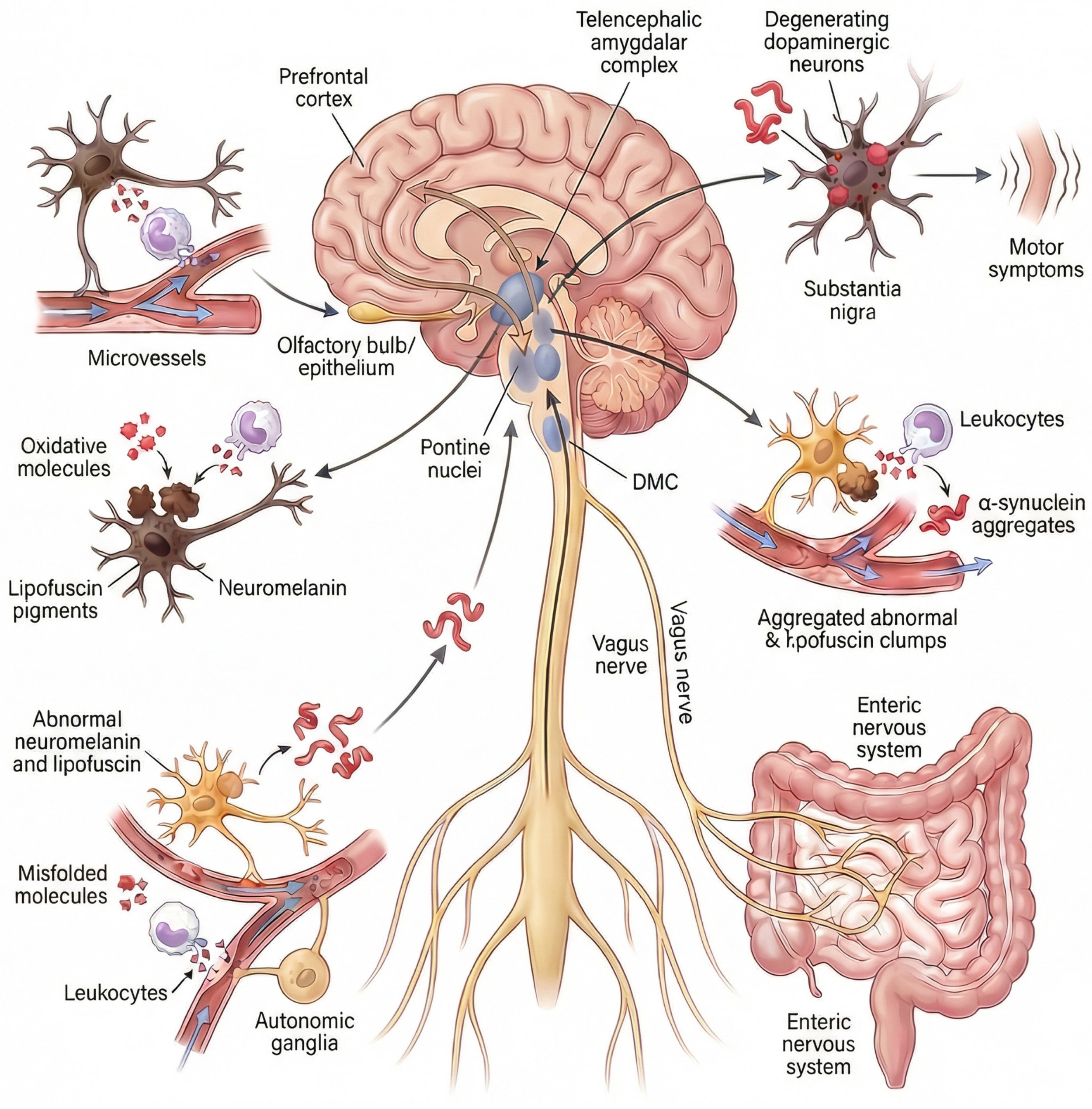 Antioxidants 15 00201 g001