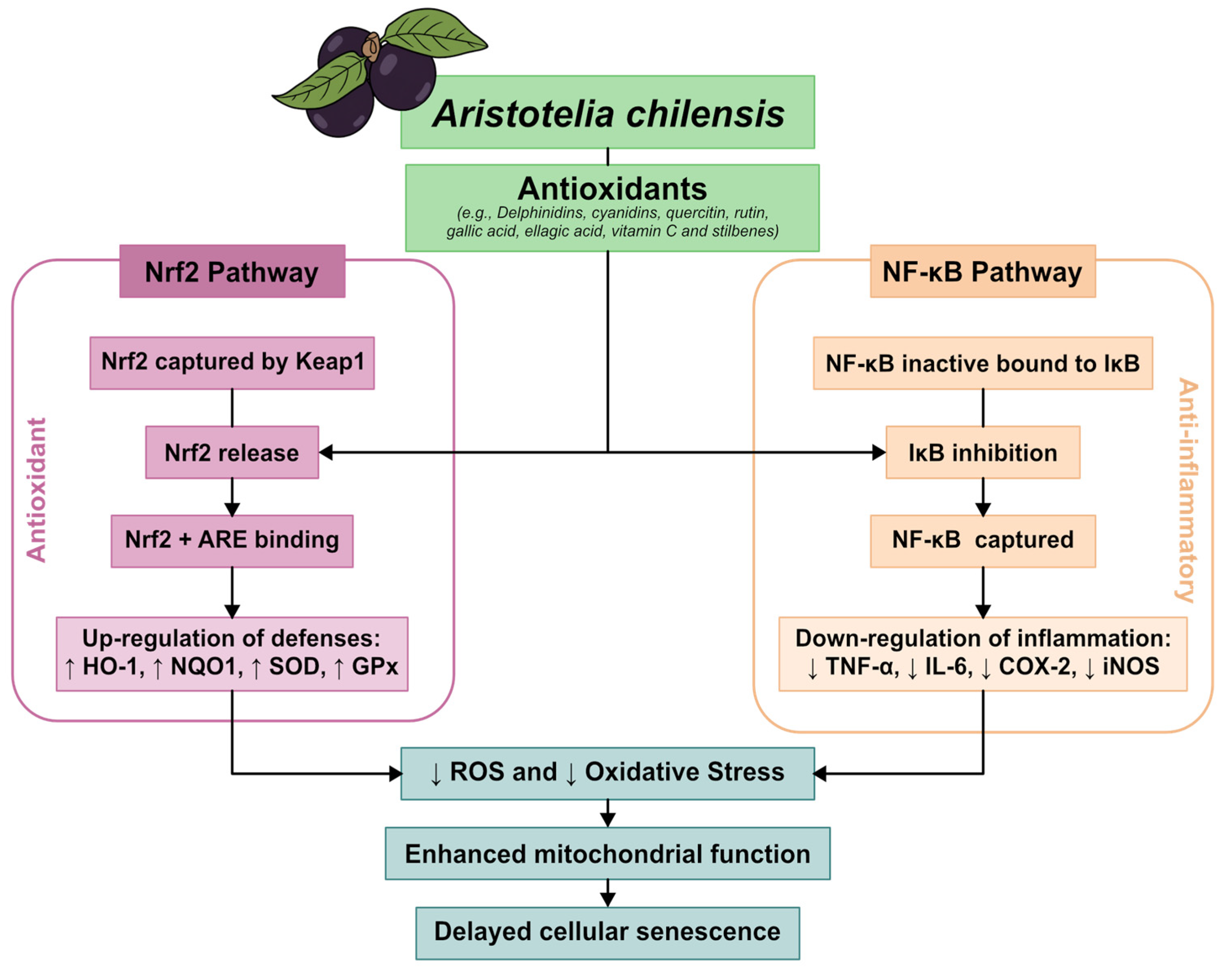 Antioxidants 15 00204 g002 Antioxidants 15 00204 g002