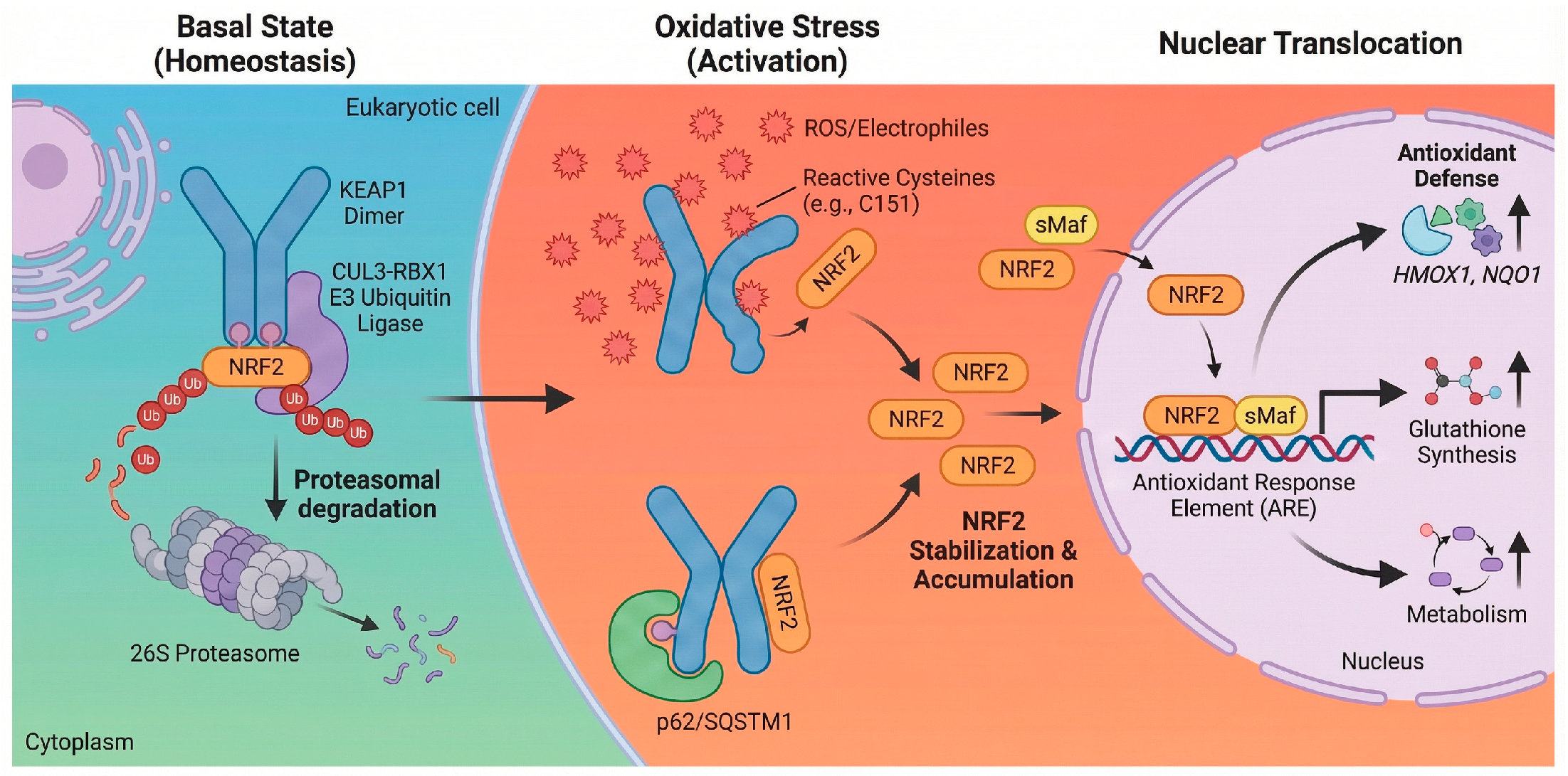 Antioxidants 15 00219 g001