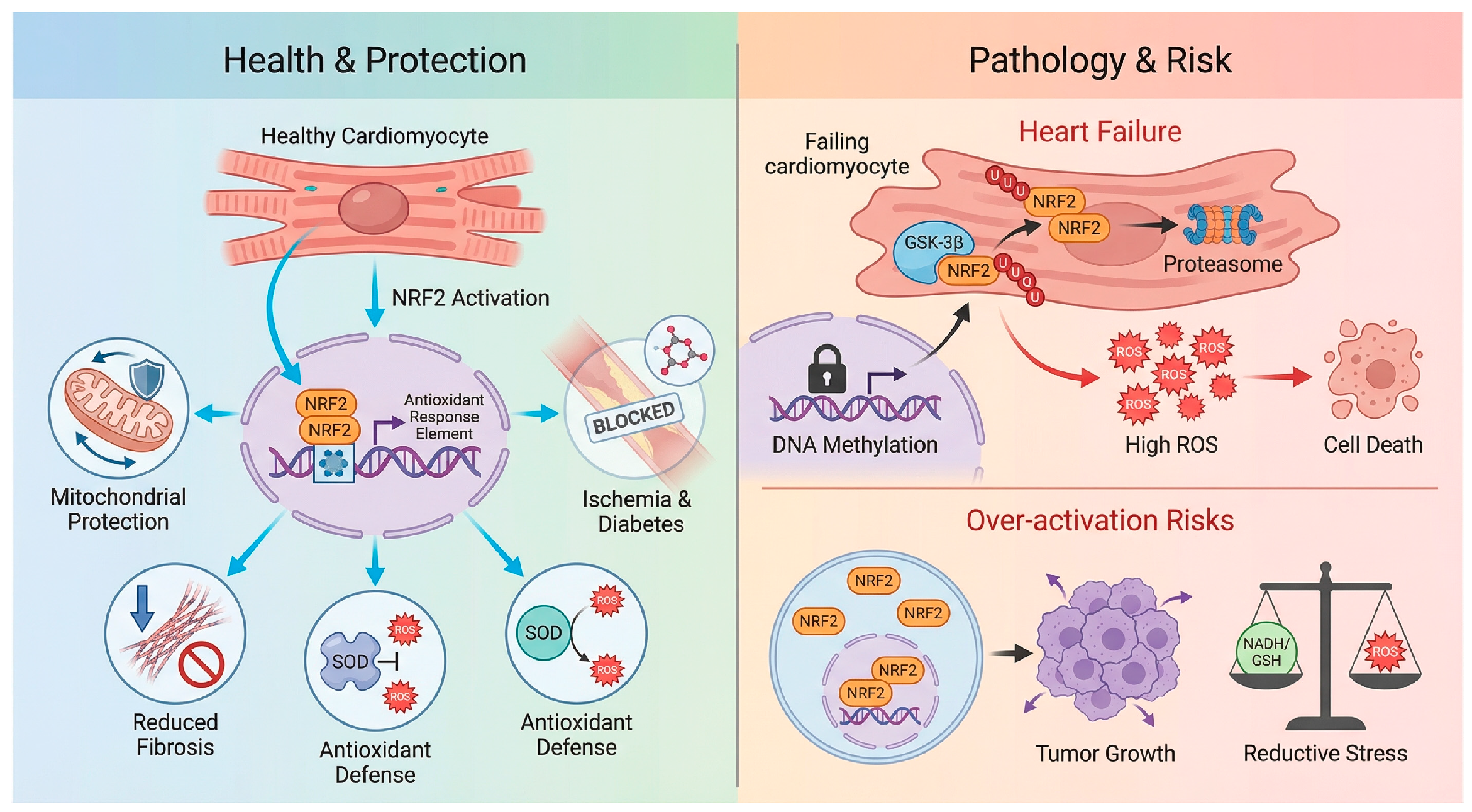 Antioxidants 15 00219 g003