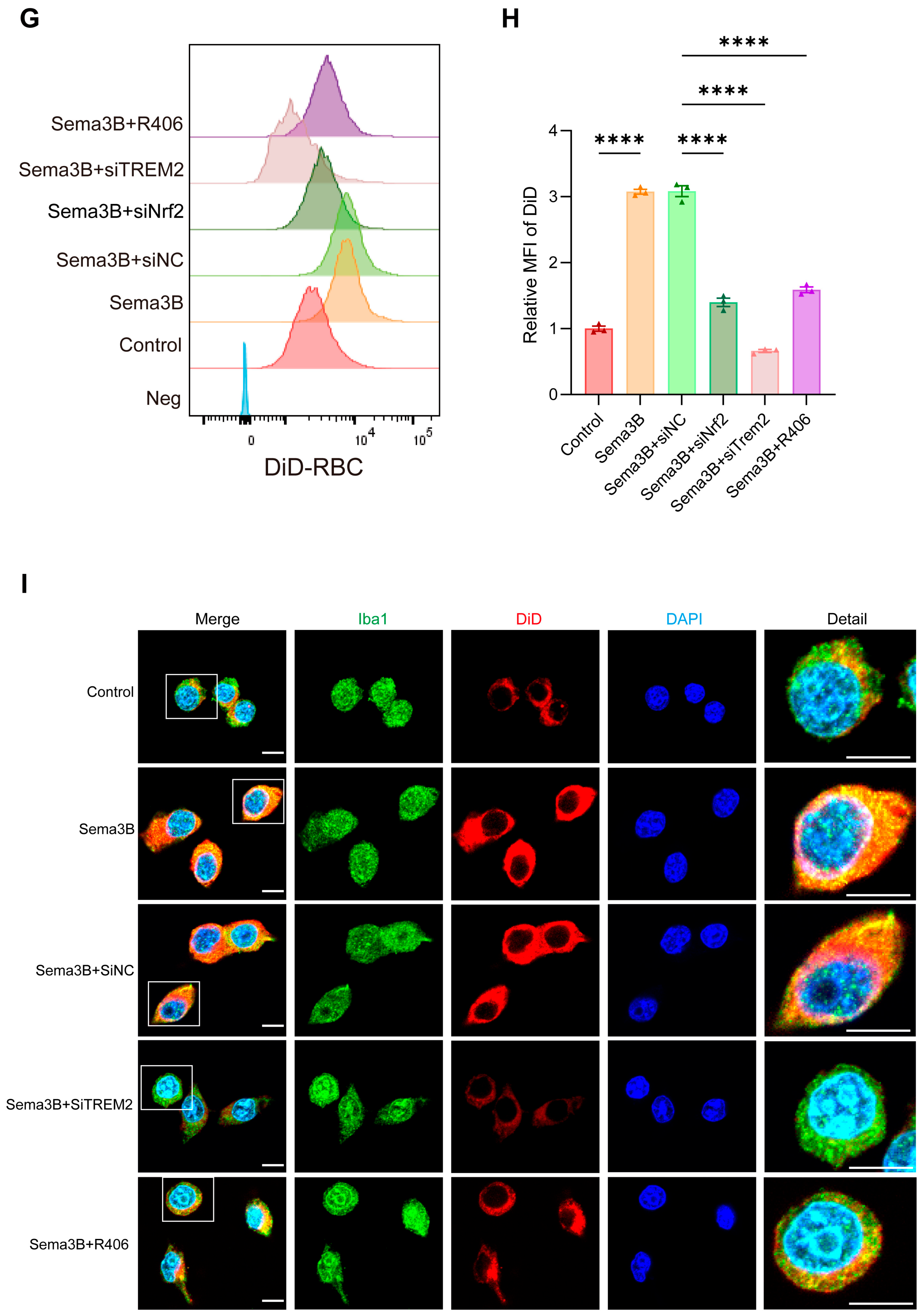 Antioxidants 15 00220 g005b