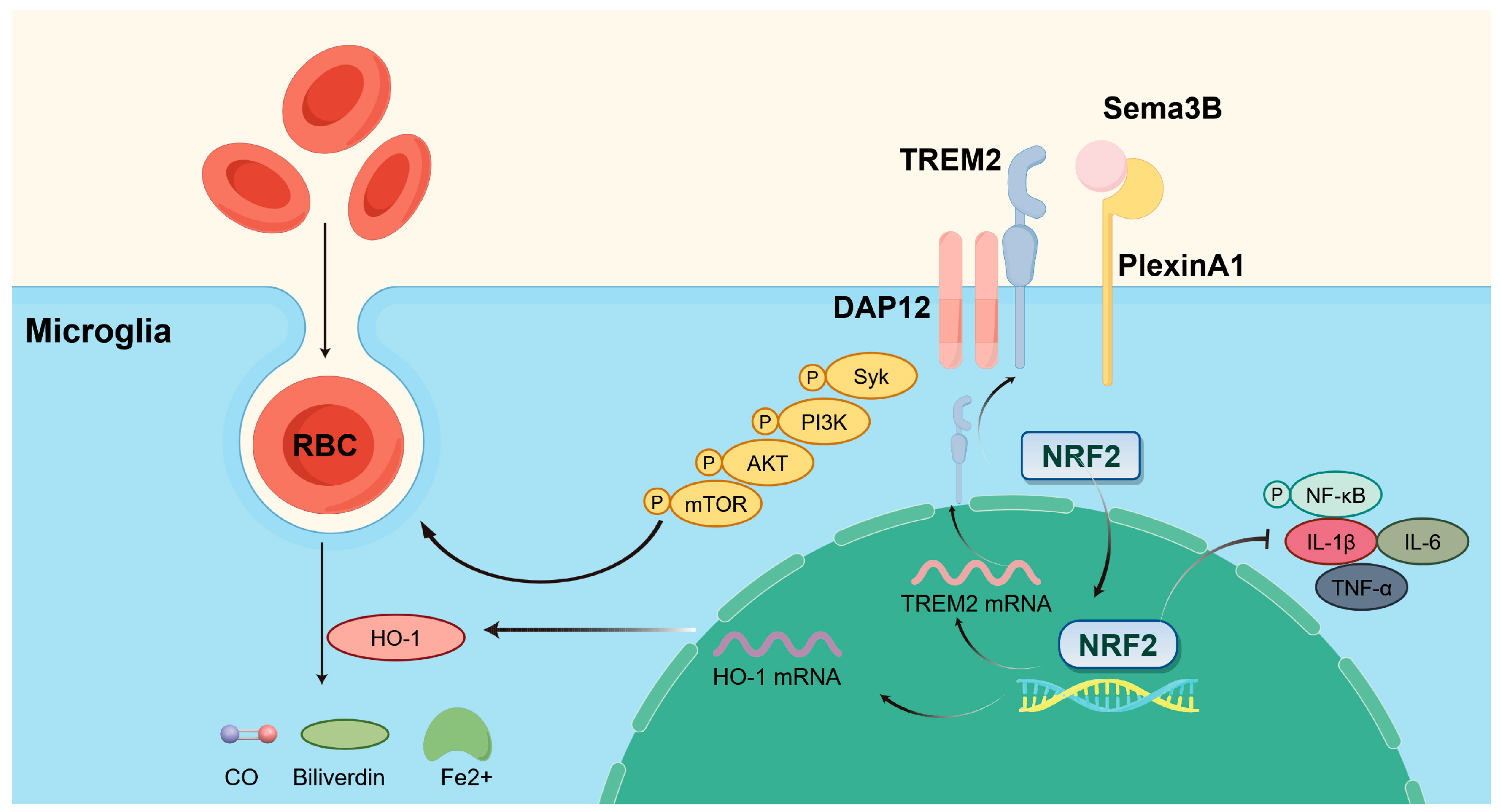 Antioxidants 15 00220 g008