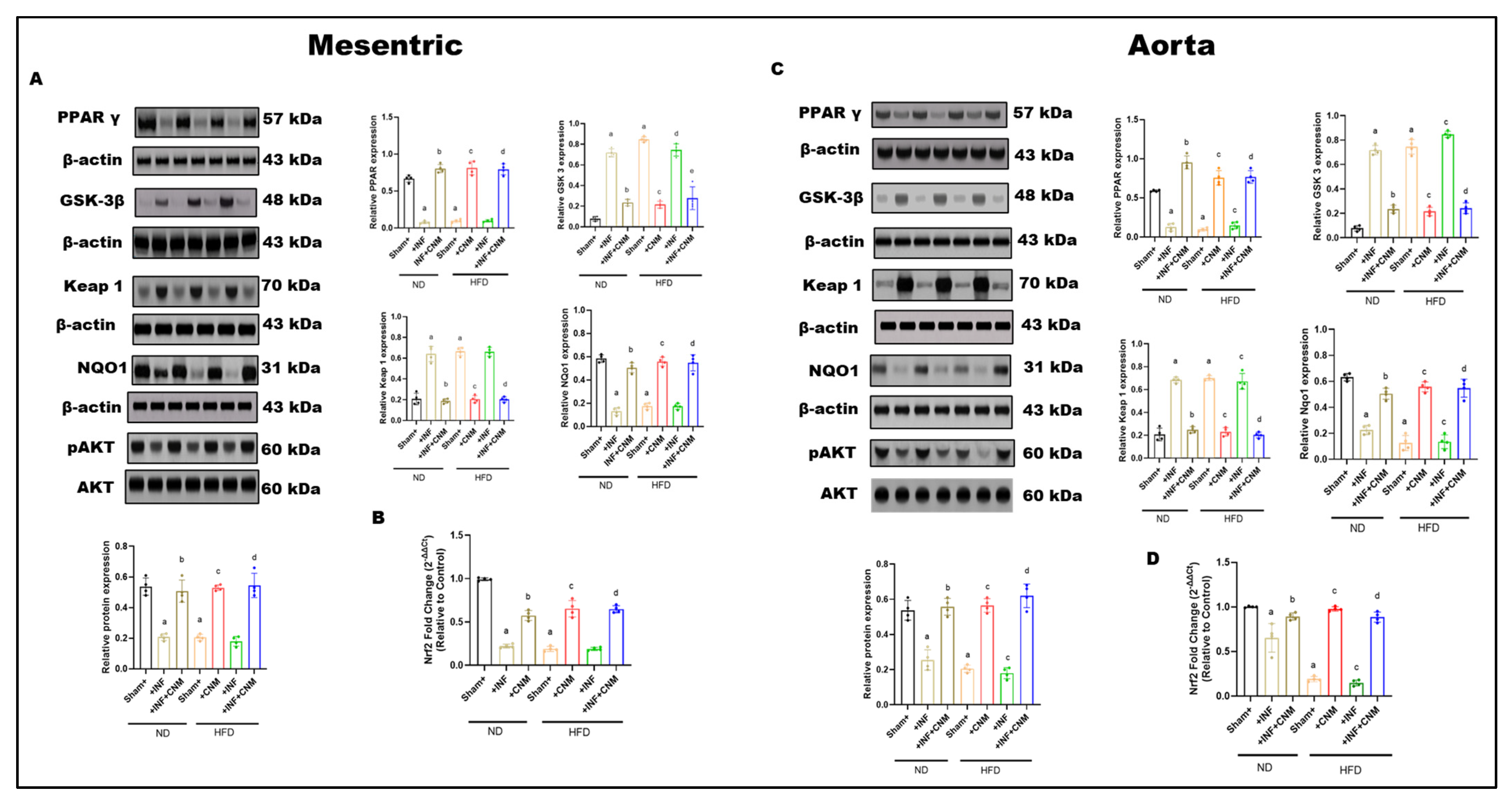 Antioxidants 15 00243 g006