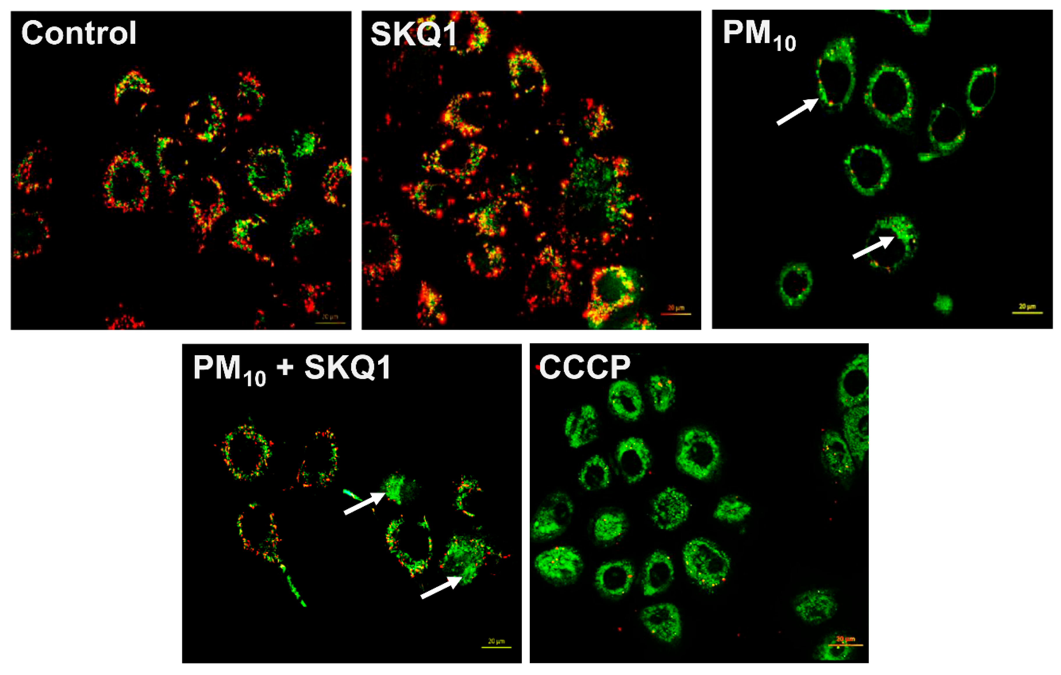 Antioxidants 15 00284 g002 Antioxidants 15 00284 g002