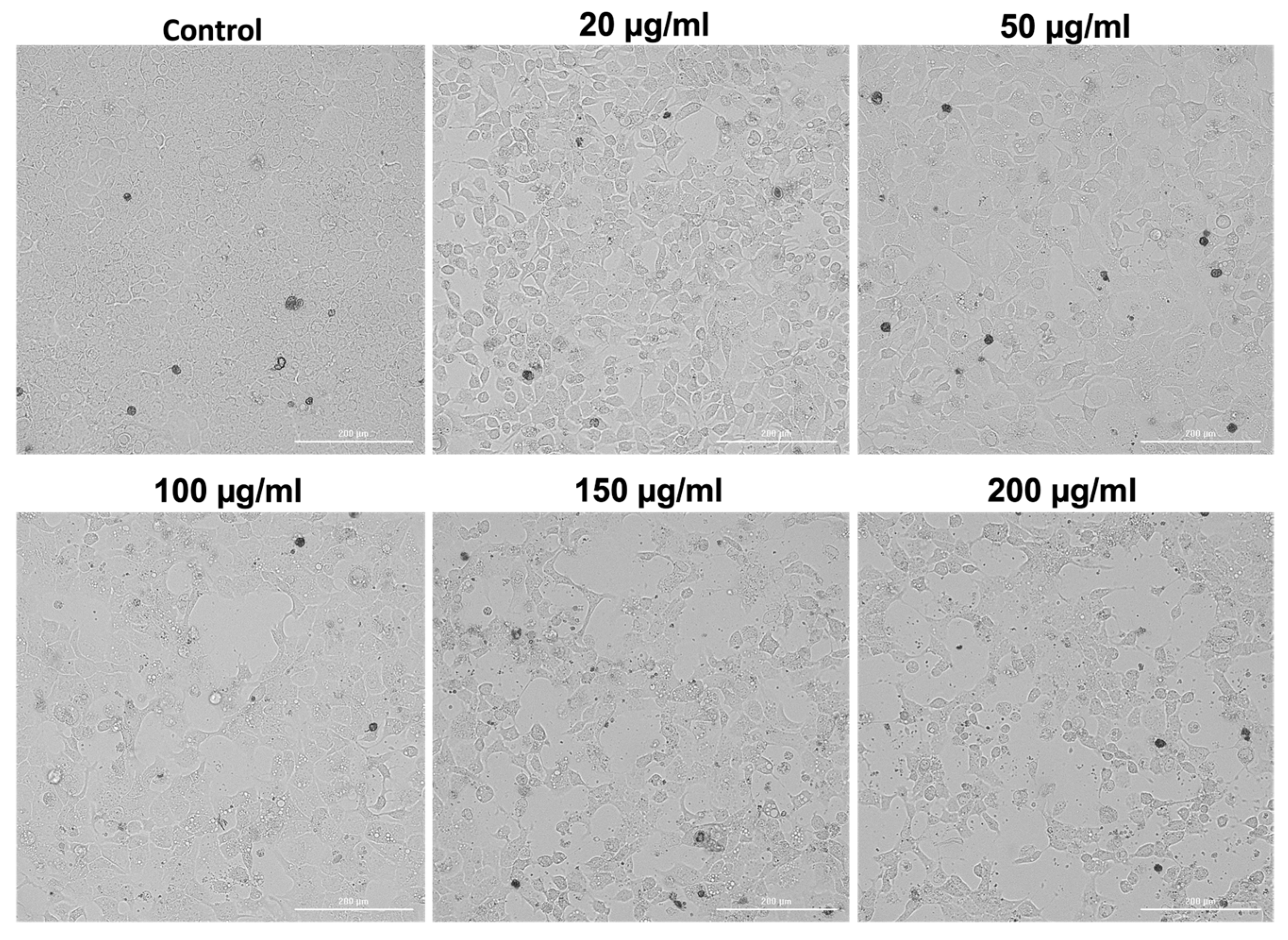 Antioxidants 15 00296 g002 Antioxidants 15 00296 g002