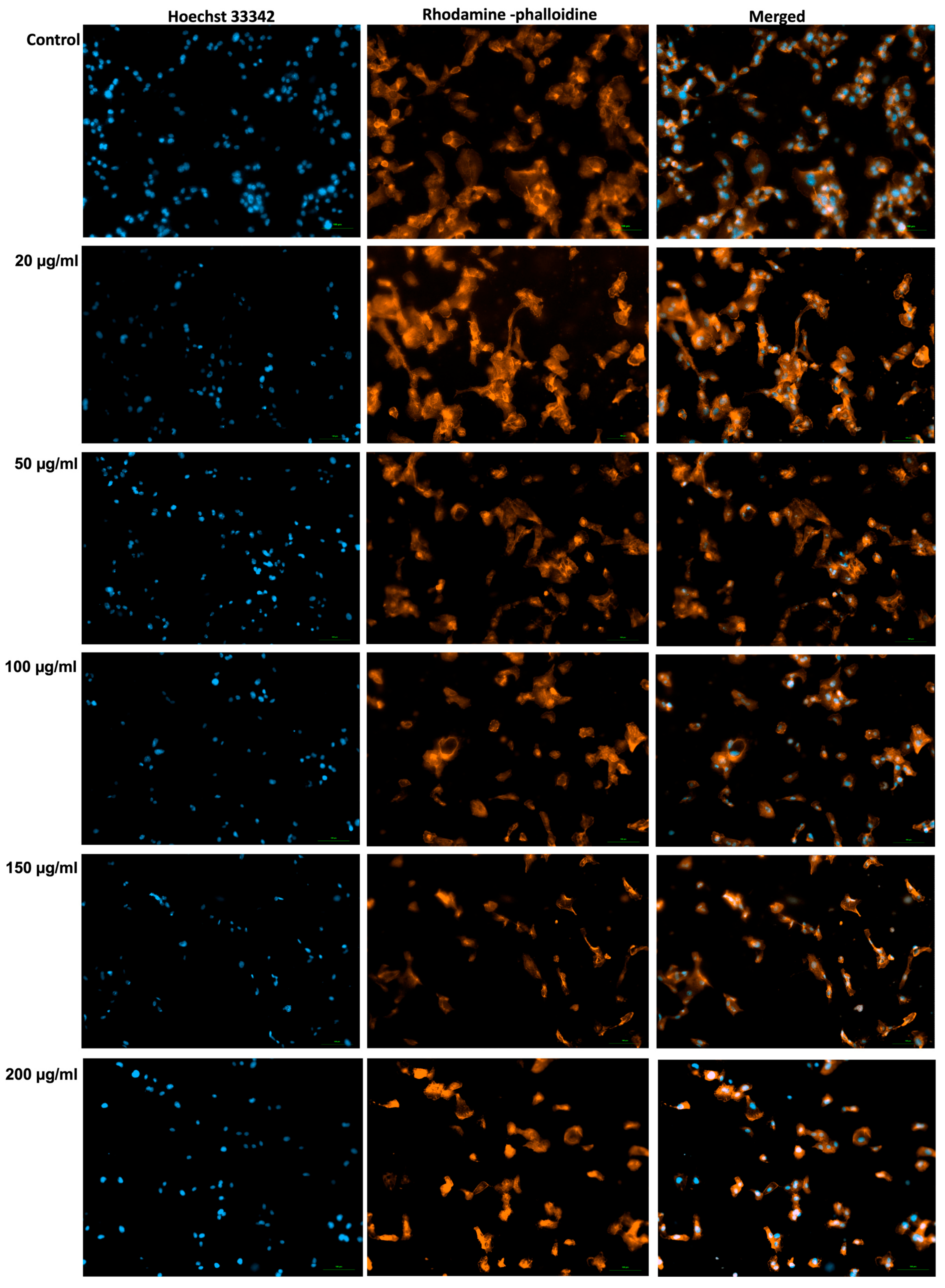 Antioxidants 15 00296 g005 Antioxidants 15 00296 g005