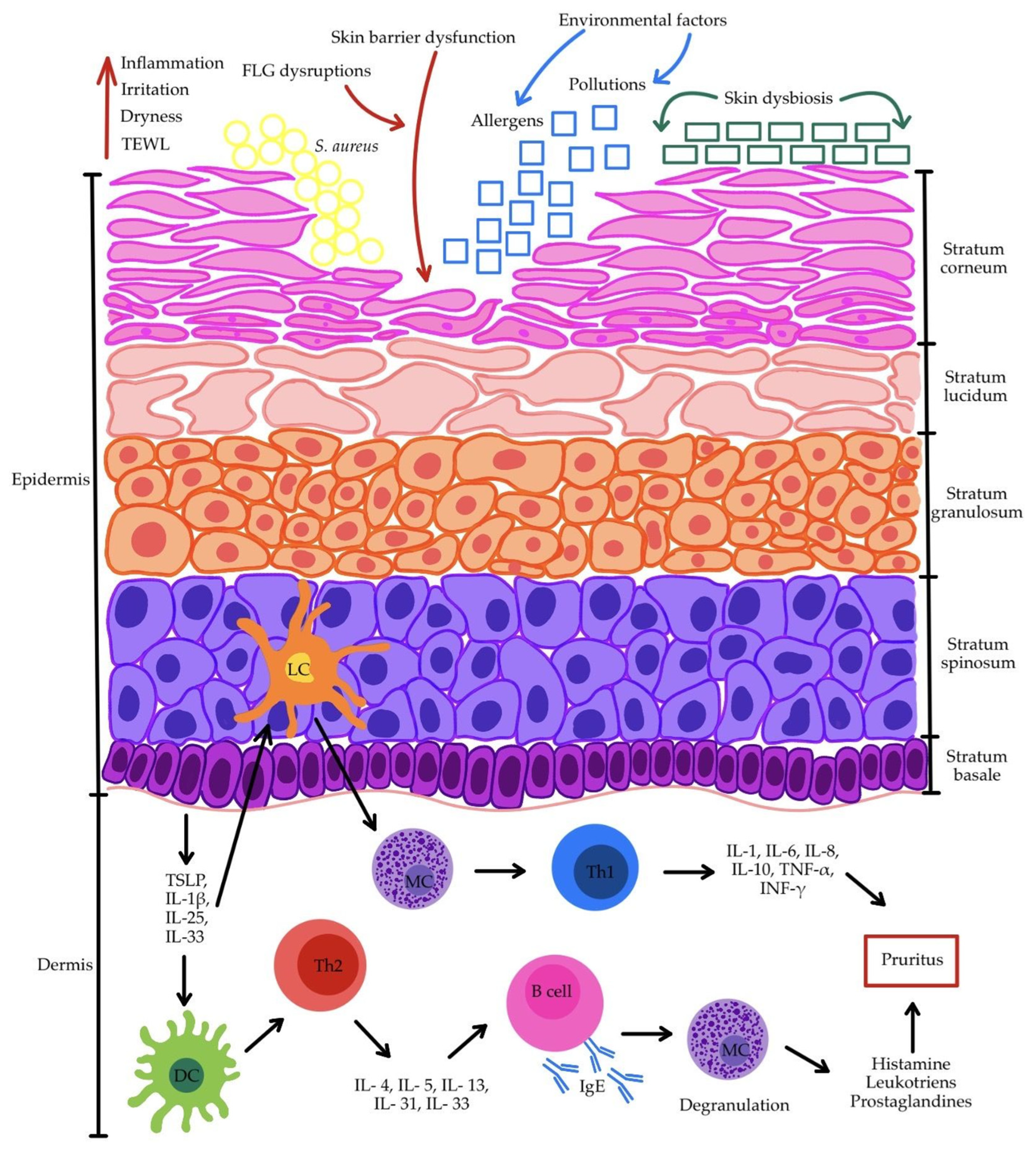 Antioxidants 15 00299 g001 Antioxidants 15 00299 g001