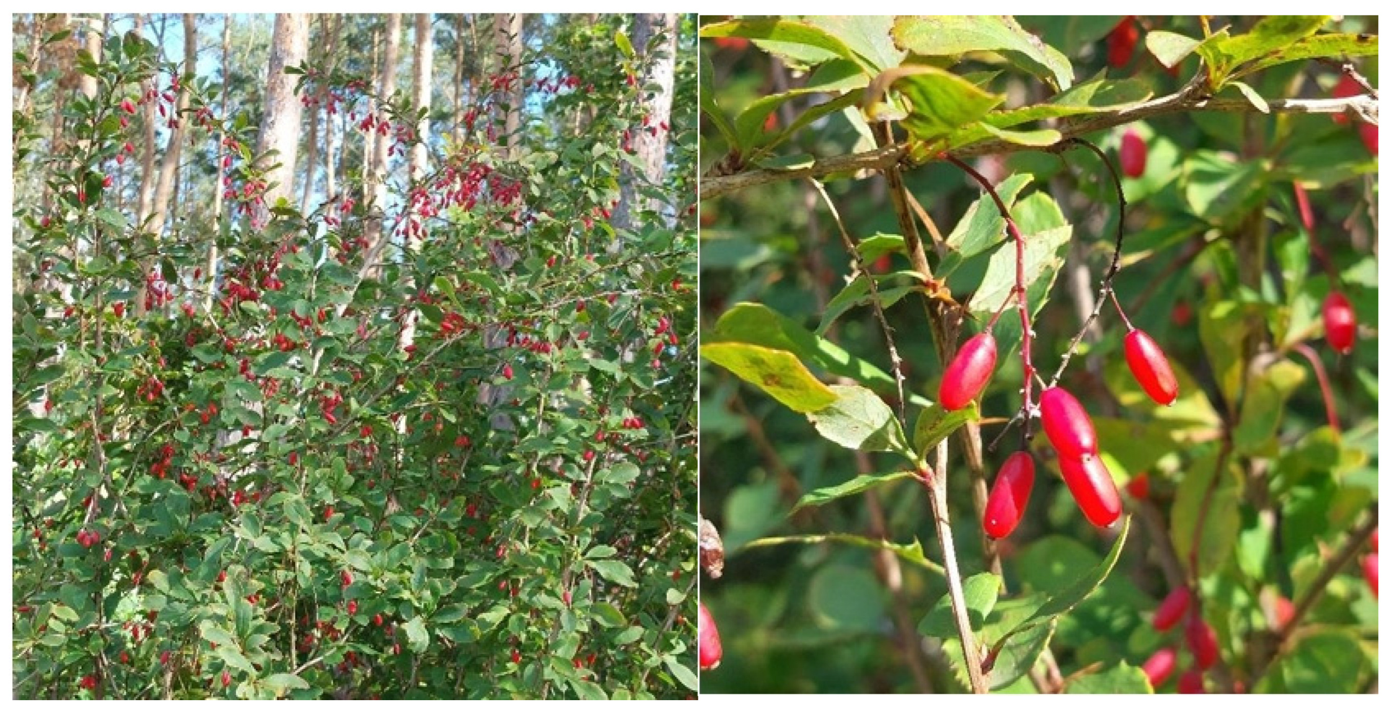 Antioxidants 15 00345 g001