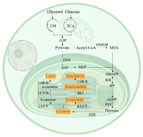 Antioxidants 15 00359 g003