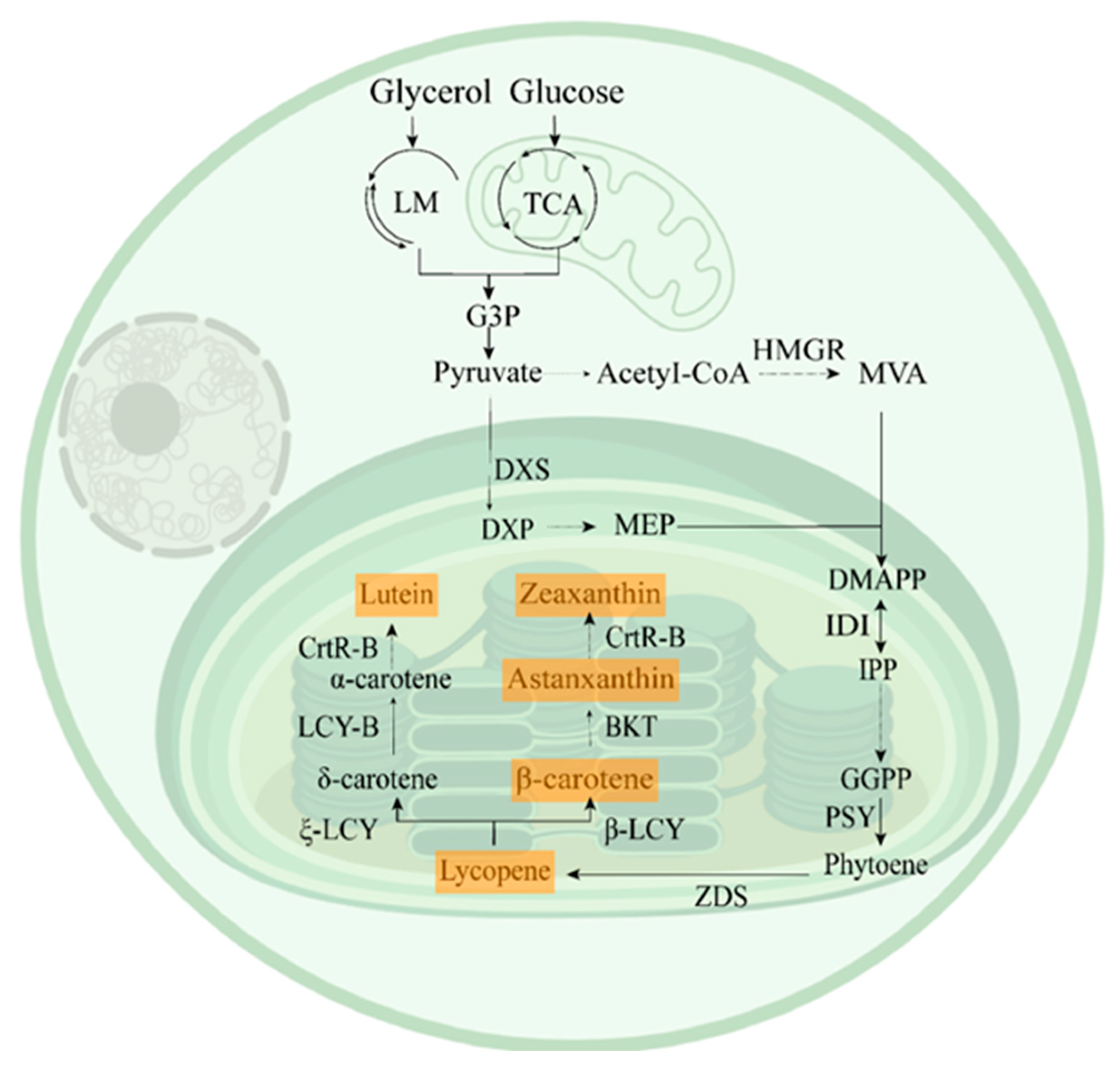 Antioxidants 15 00359 g003
