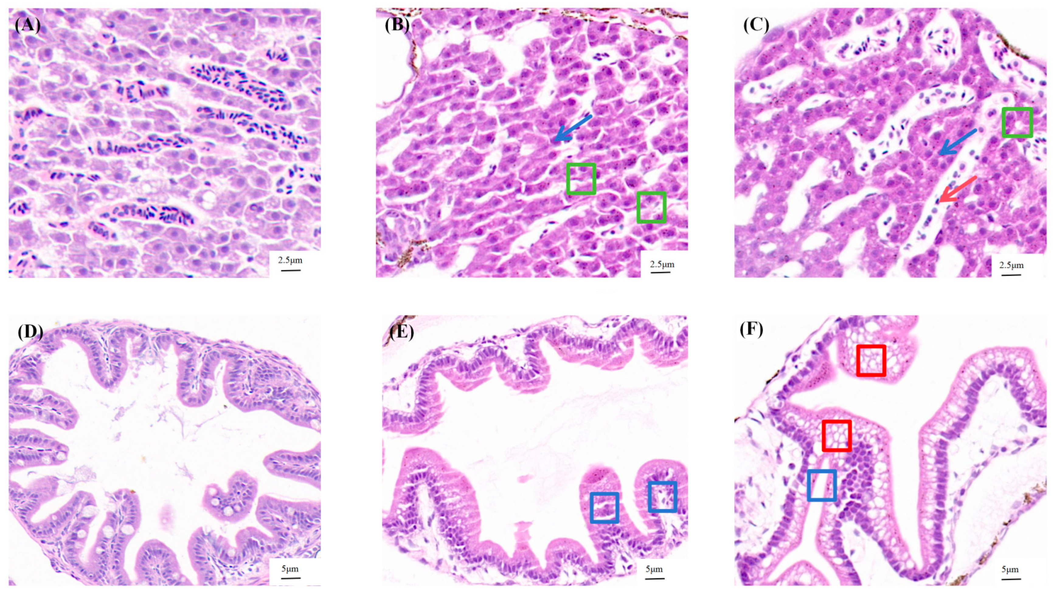 Antioxidants 15 00368 g003 Antioxidants 15 00368 g003