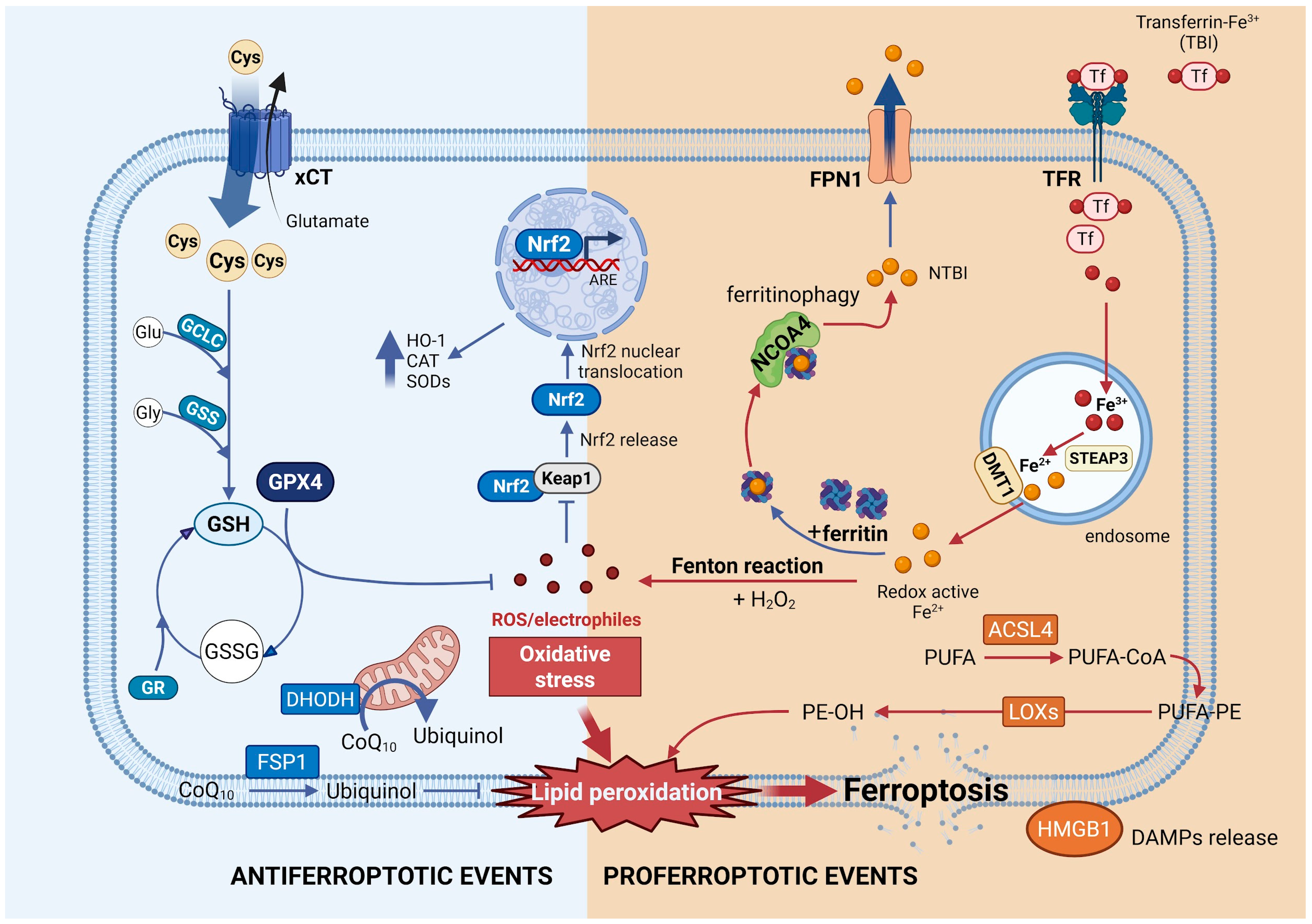 Antioxidants 15 00369 g002 Antioxidants 15 00369 g002