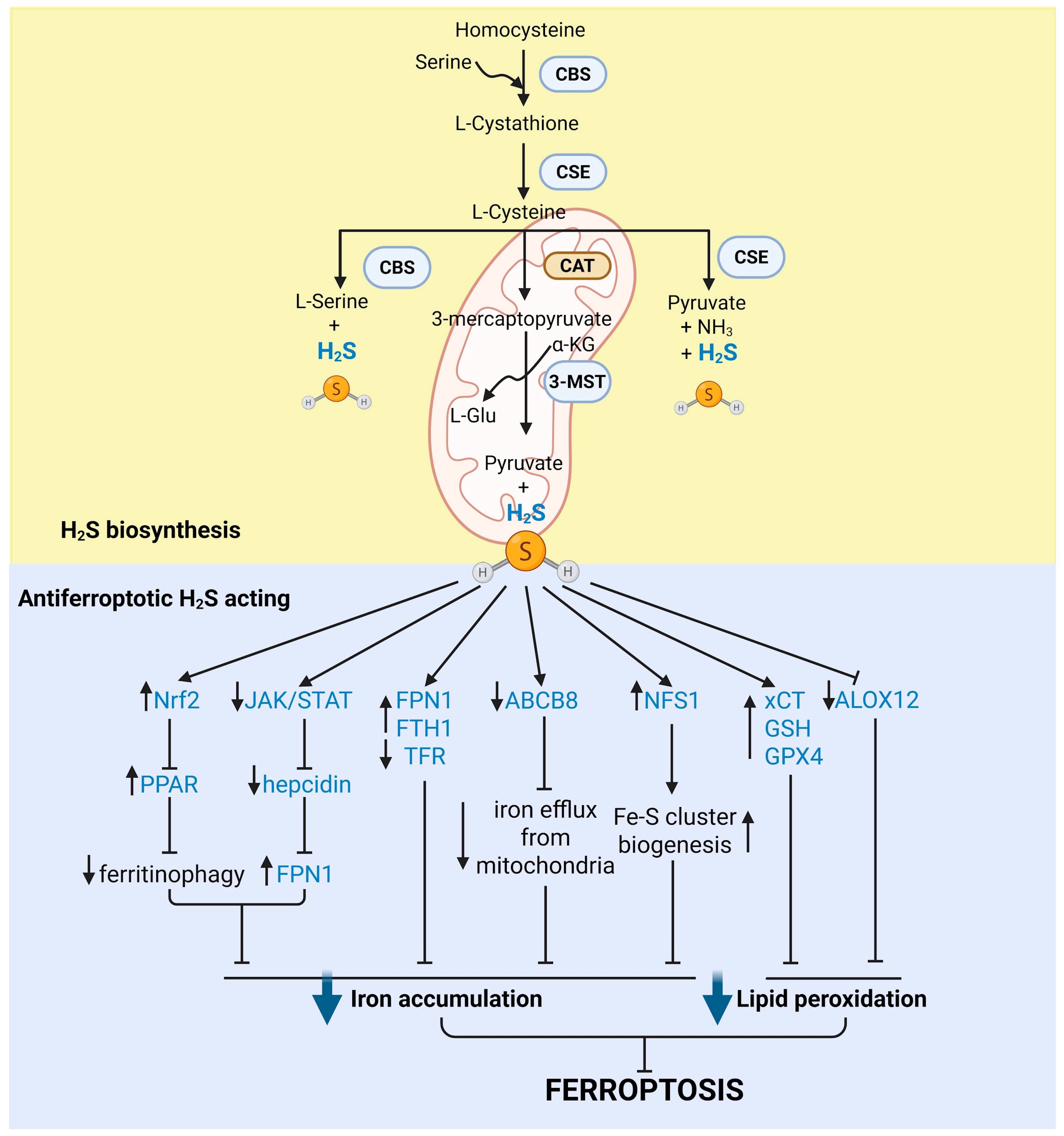 Antioxidants 15 00369 g003 Antioxidants 15 00369 g003