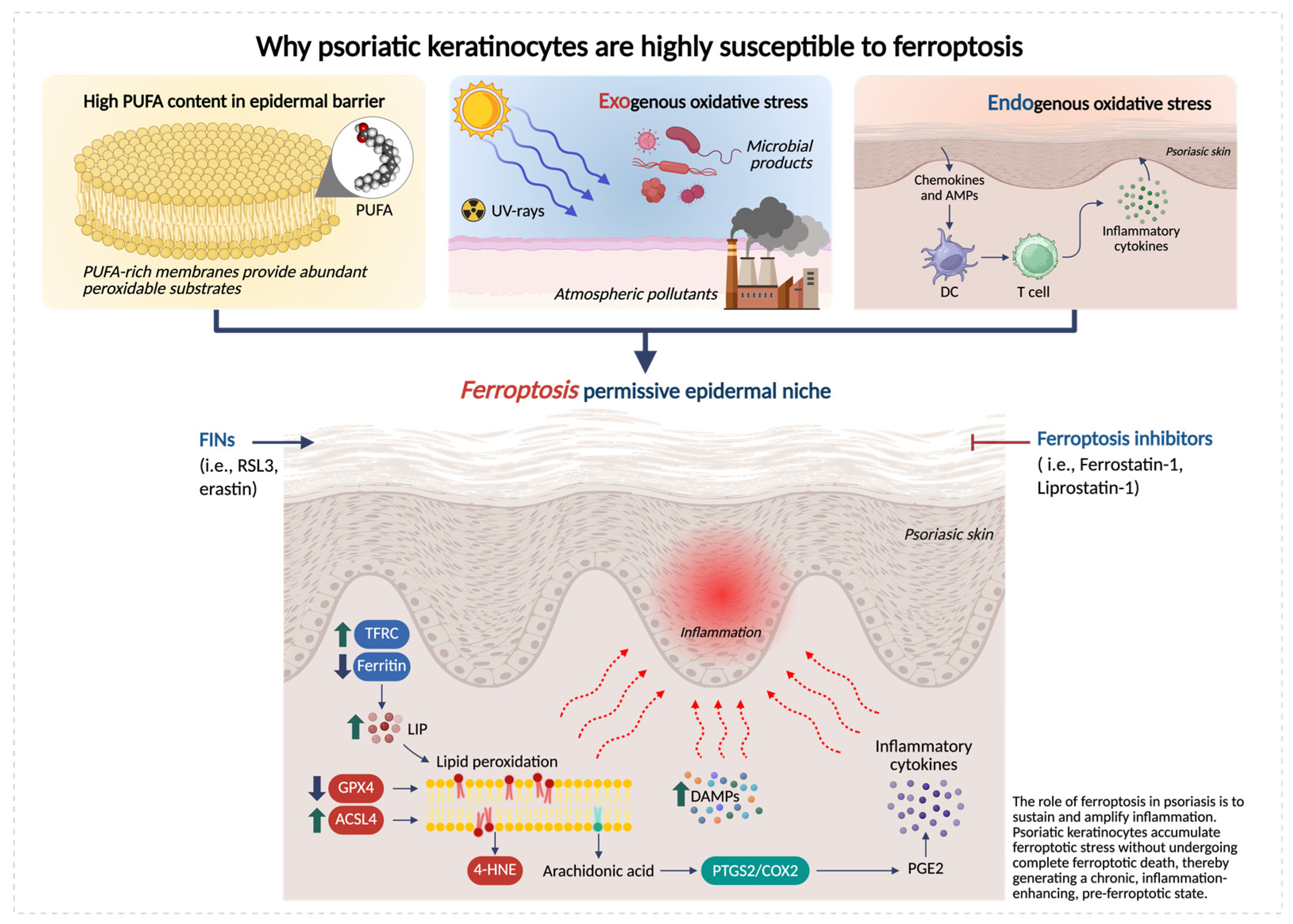 Antioxidants 15 00382 g001 Antioxidants 15 00382 g001