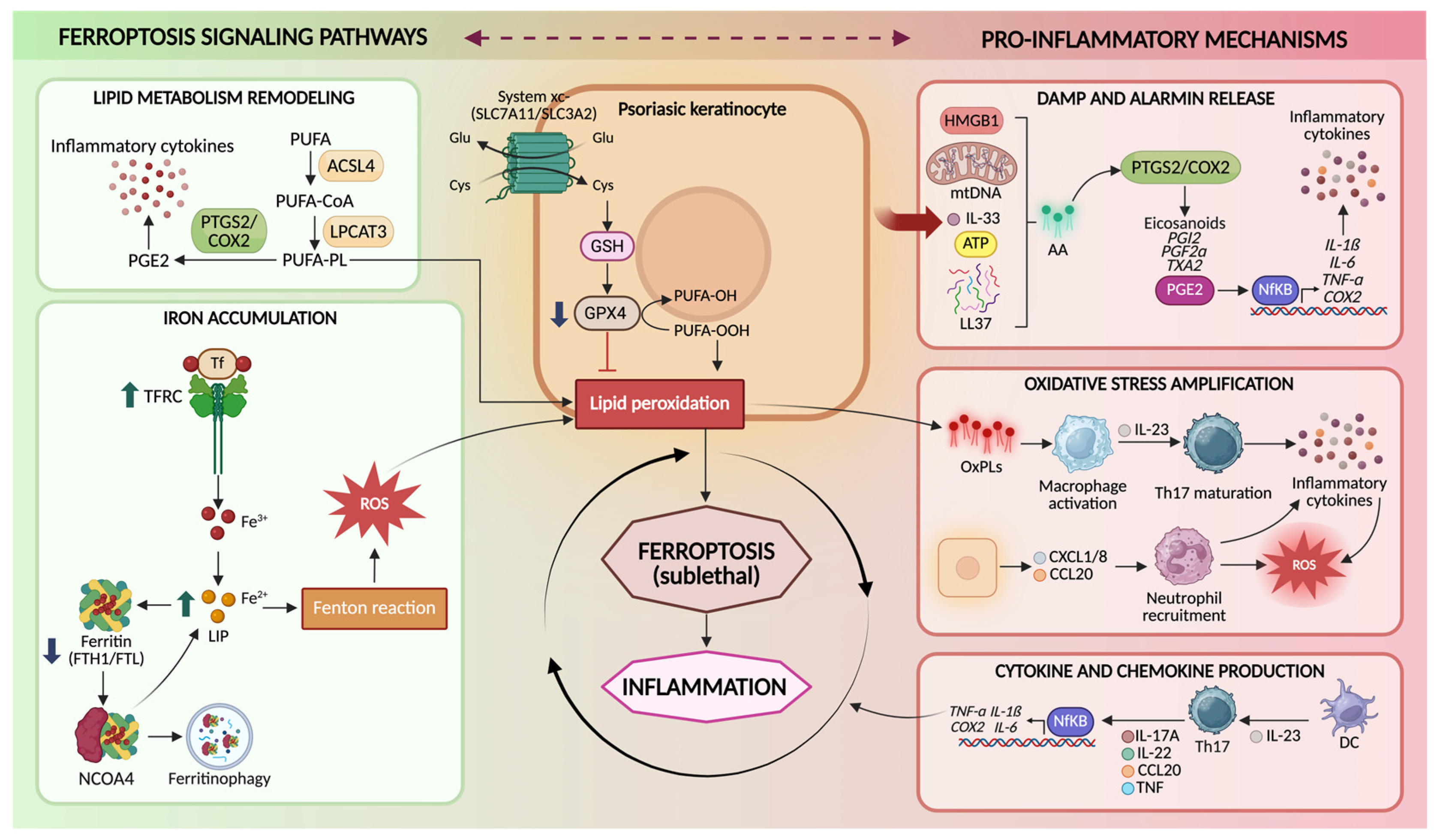 Antioxidants 15 00382 g002 Antioxidants 15 00382 g002