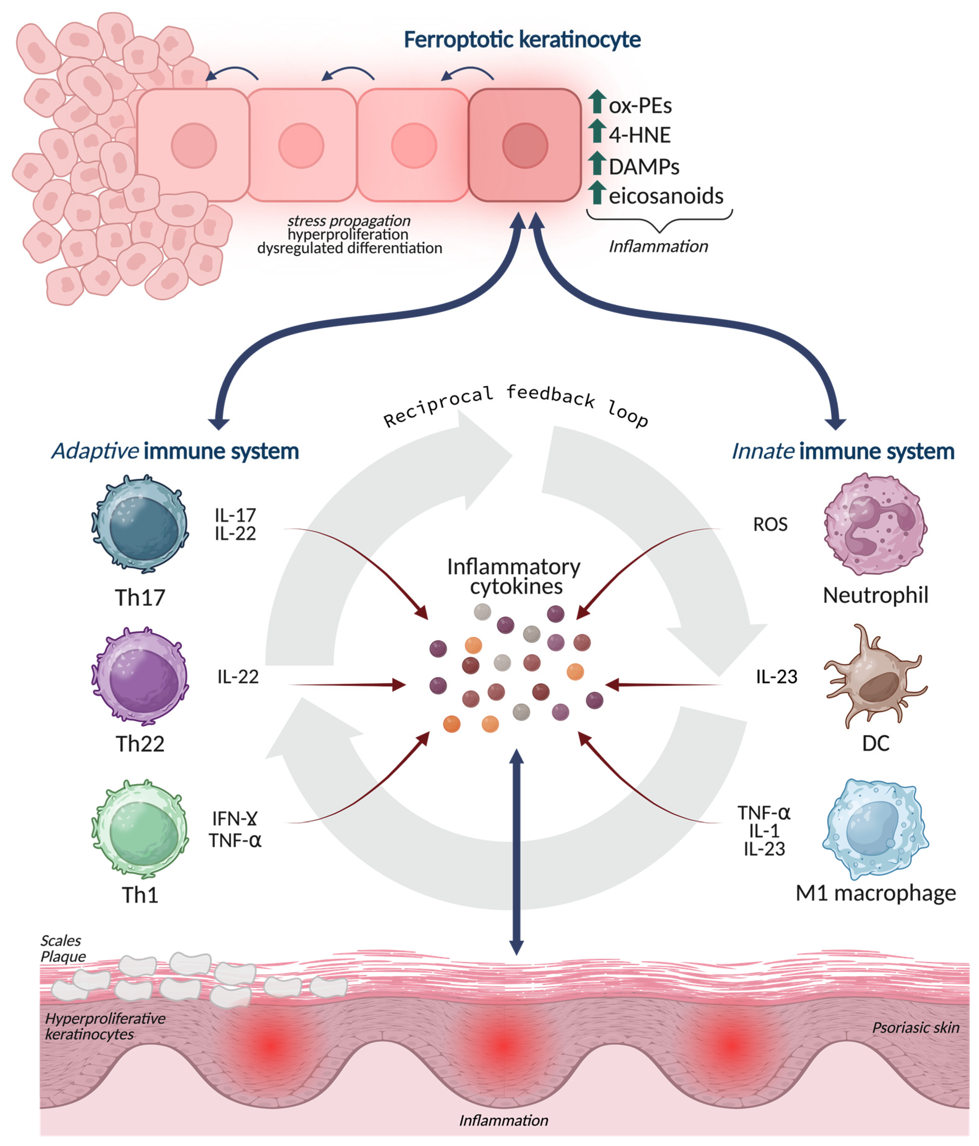 Antioxidants 15 00382 g003 Antioxidants 15 00382 g003