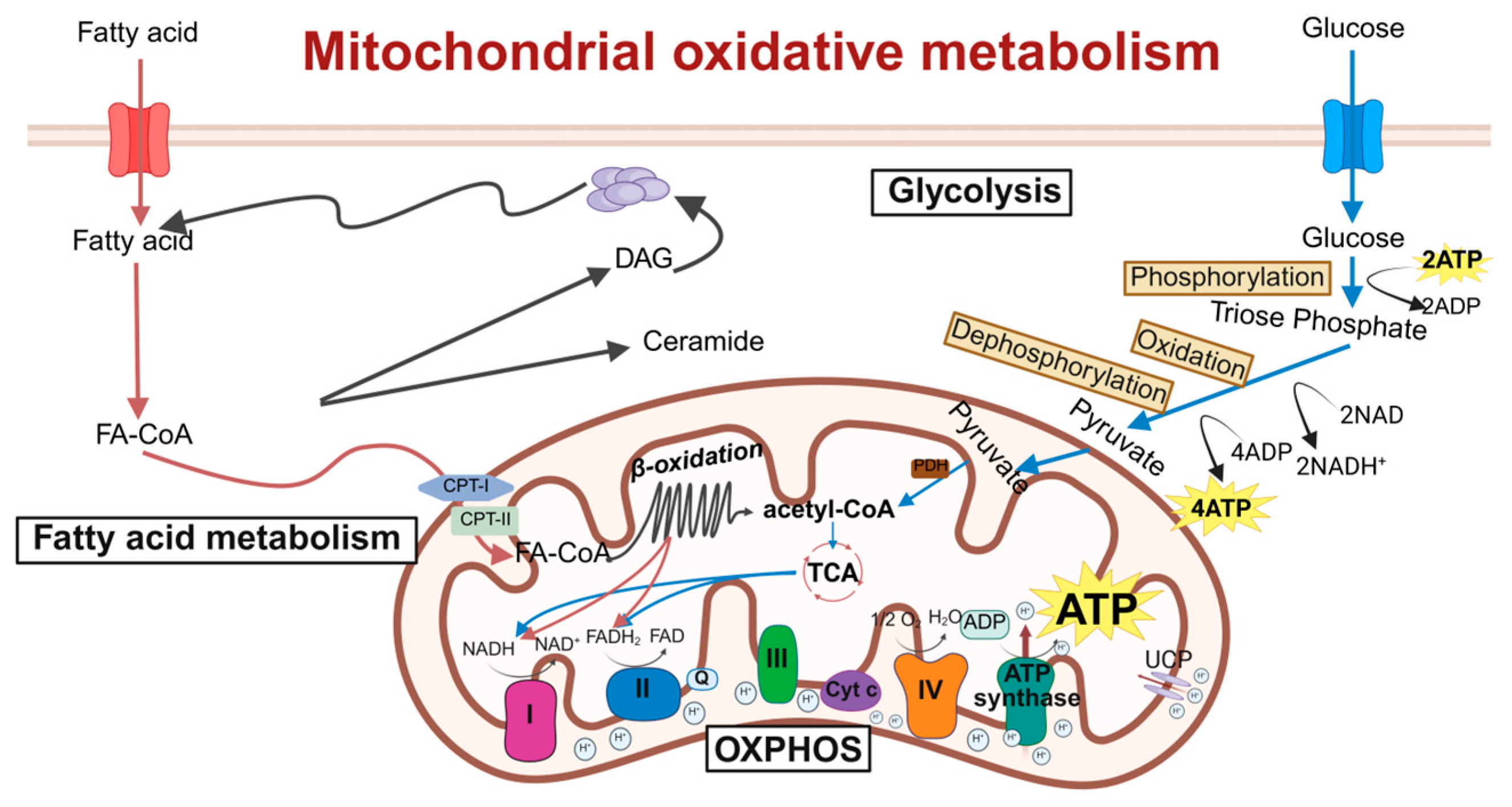 Antioxidants 15 00399 g001