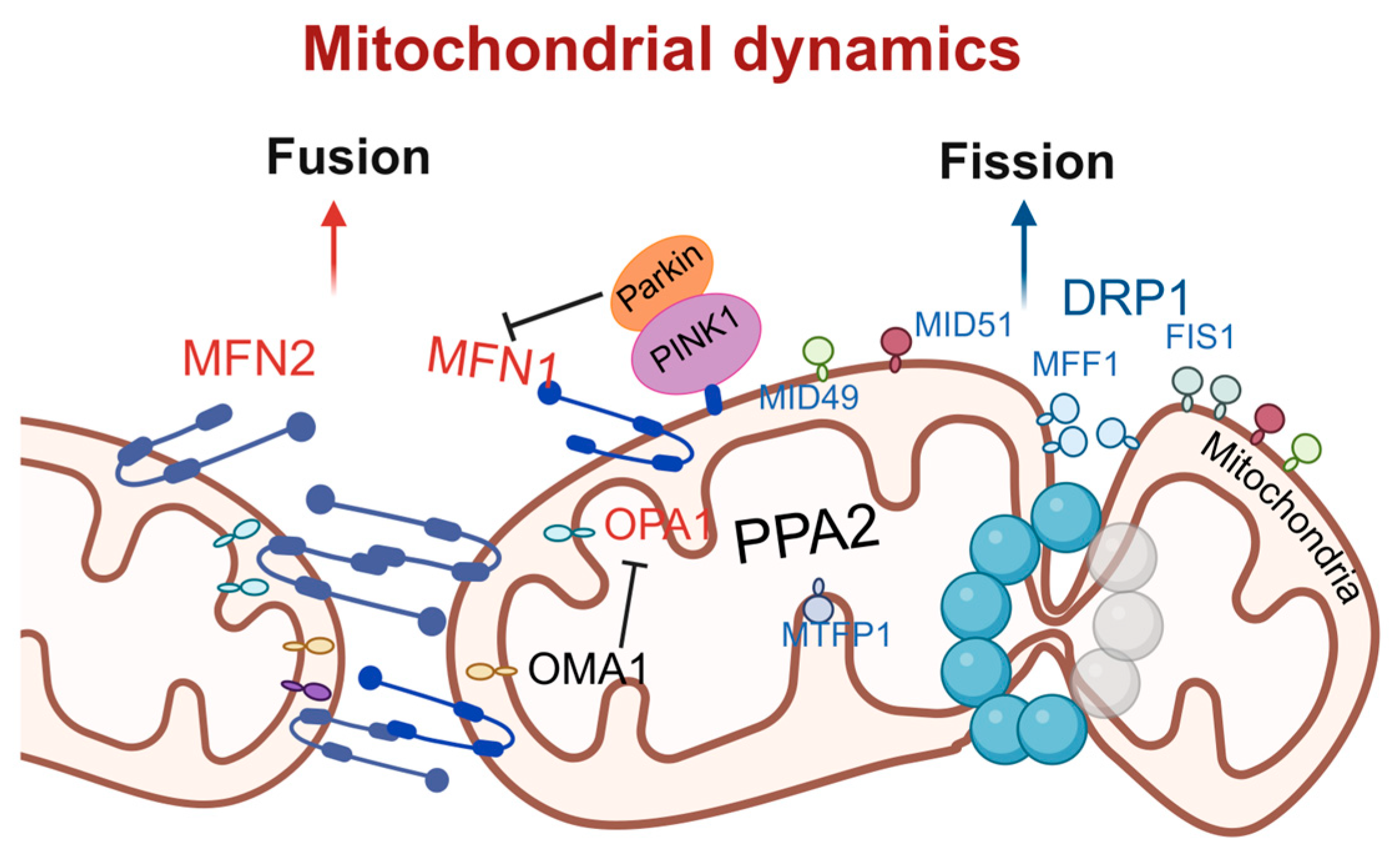 Antioxidants 15 00399 g002