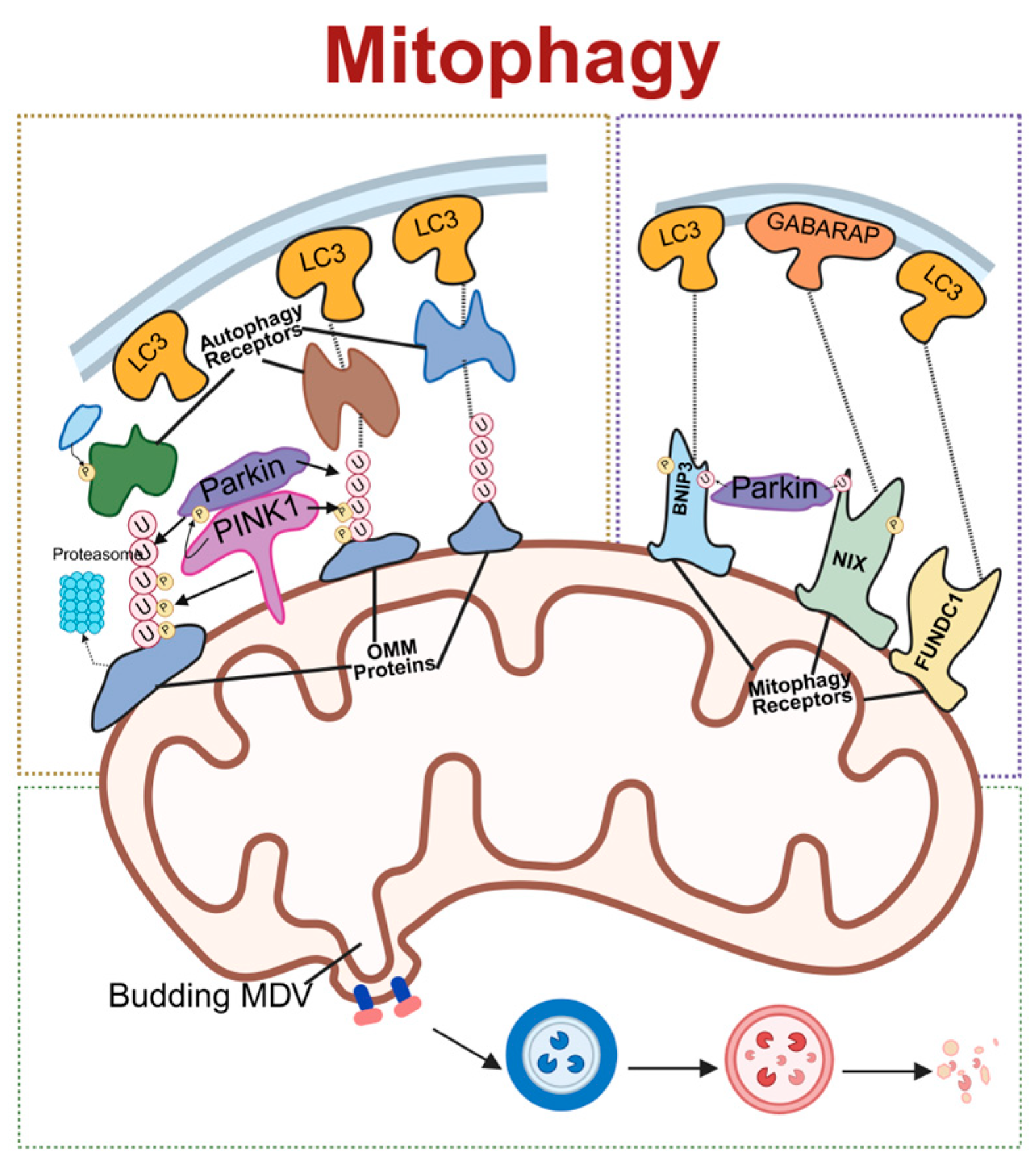 Antioxidants 15 00399 g003