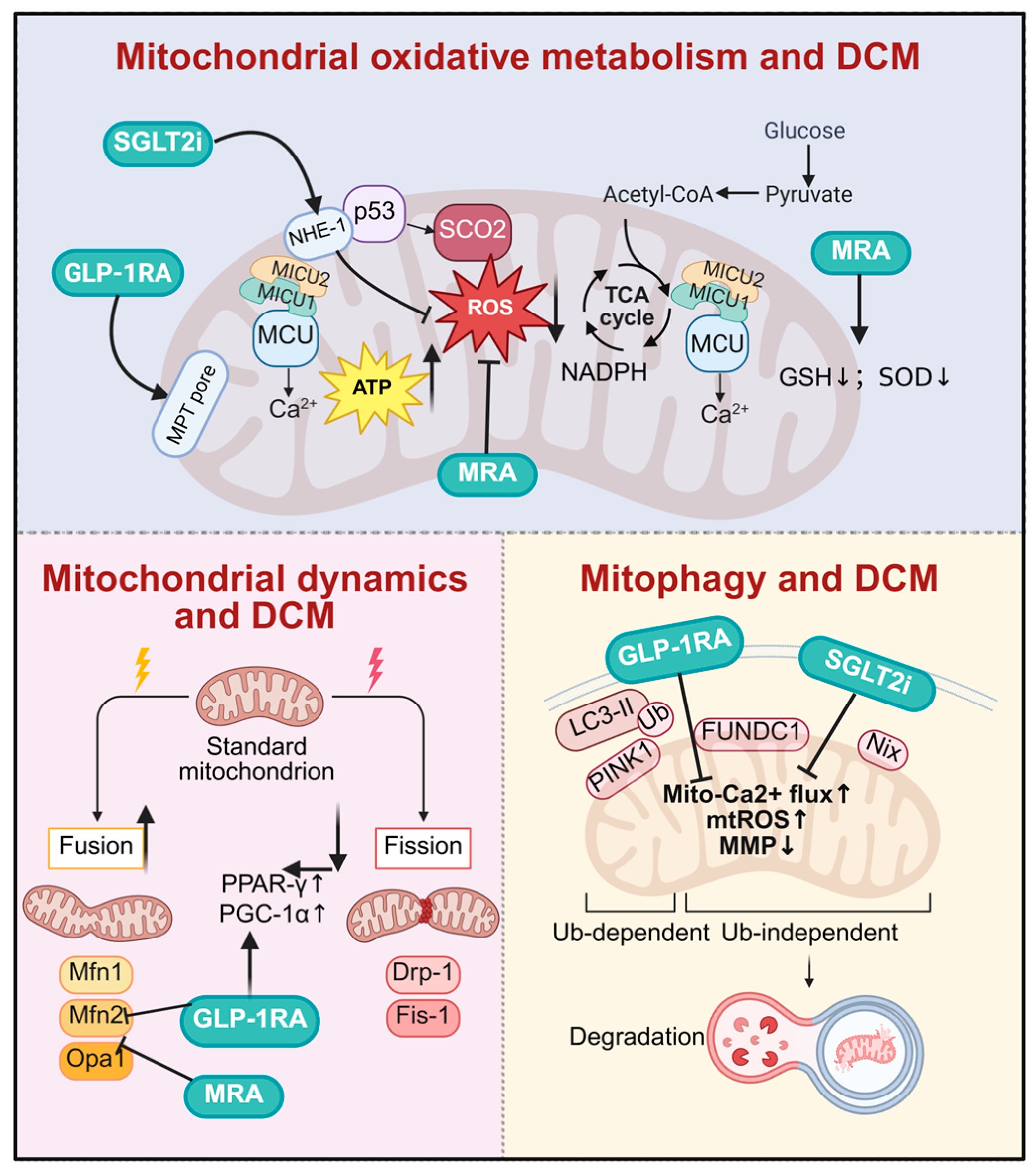 Antioxidants 15 00399 g005