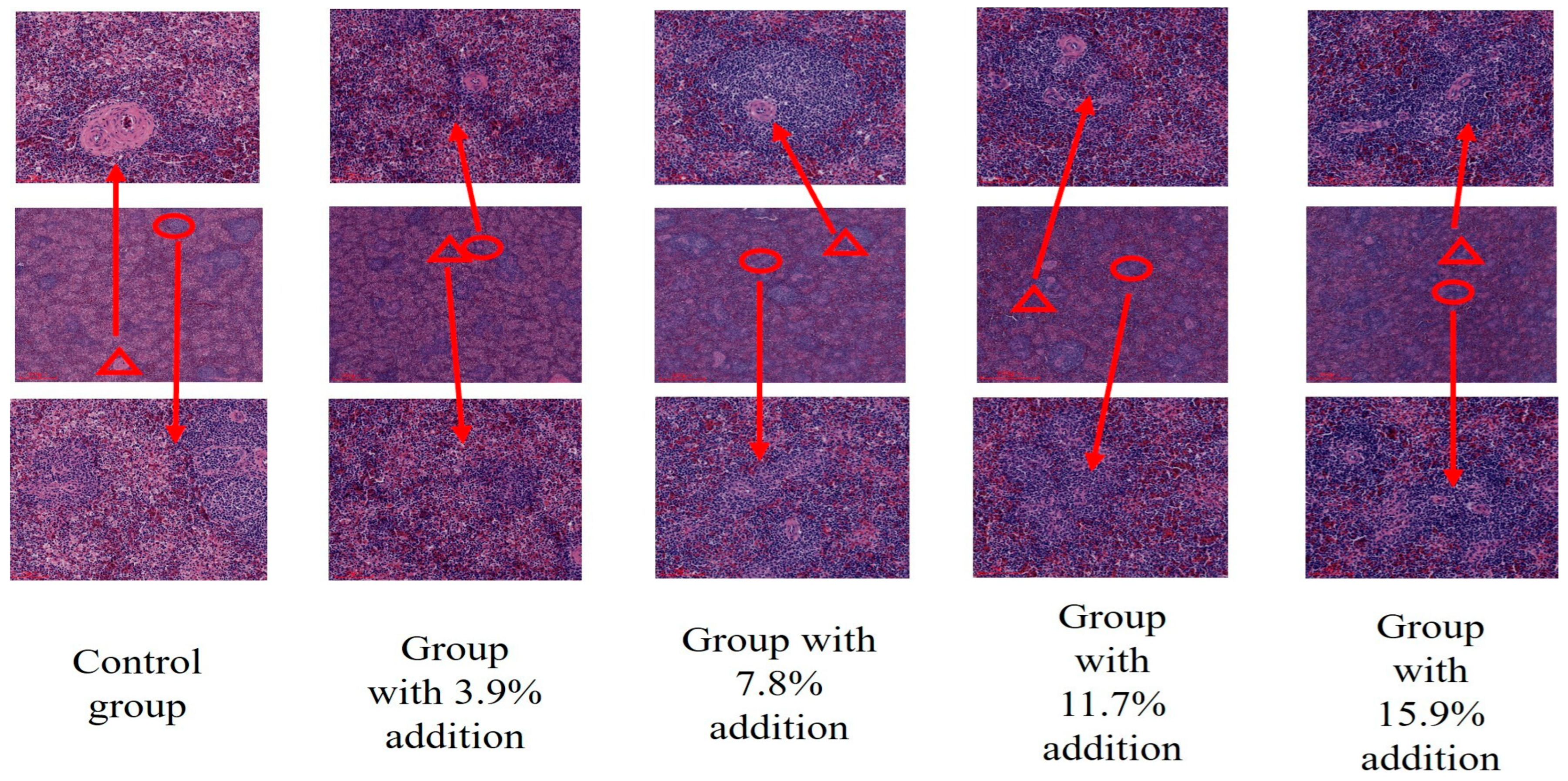 Antioxidants 15 00408 g002 Antioxidants 15 00408 g002