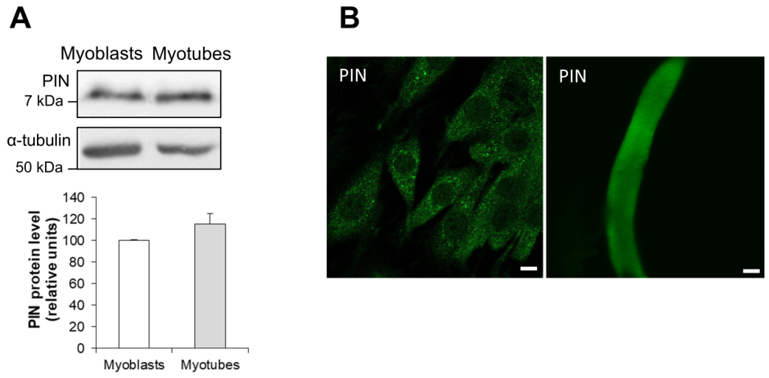 Antioxidants 15 00436 g001 Antioxidants 15 00436 g001