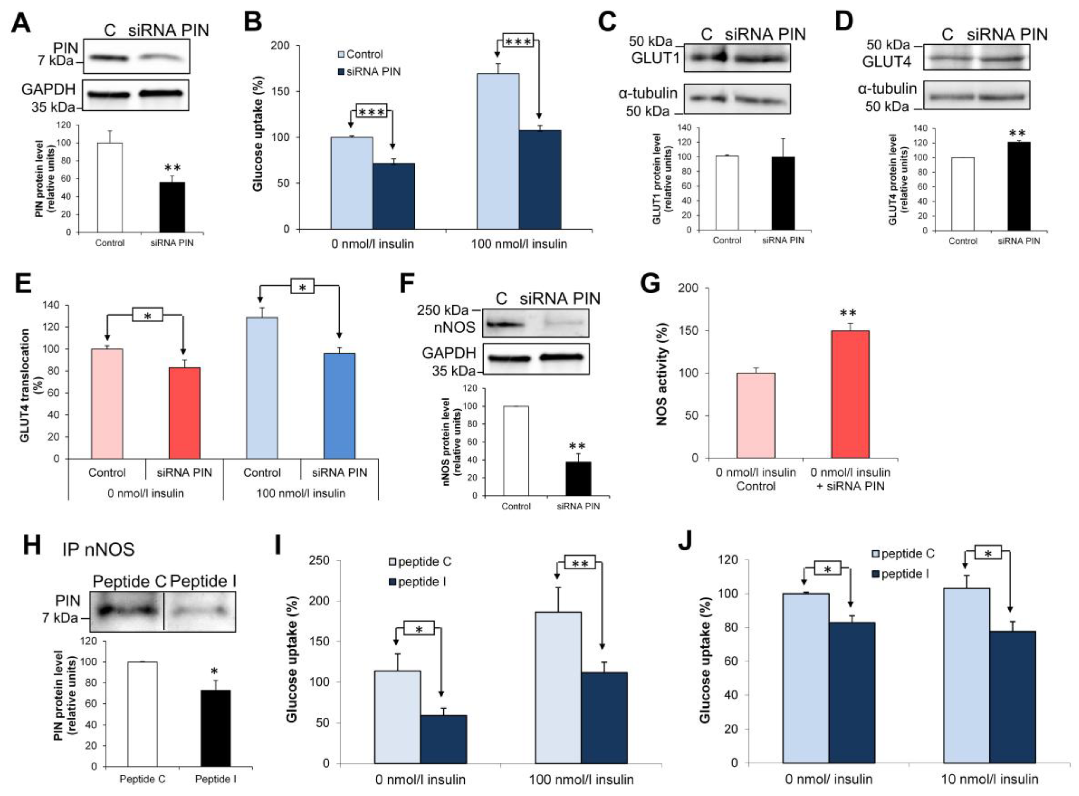 Antioxidants 15 00436 g005 Antioxidants 15 00436 g005