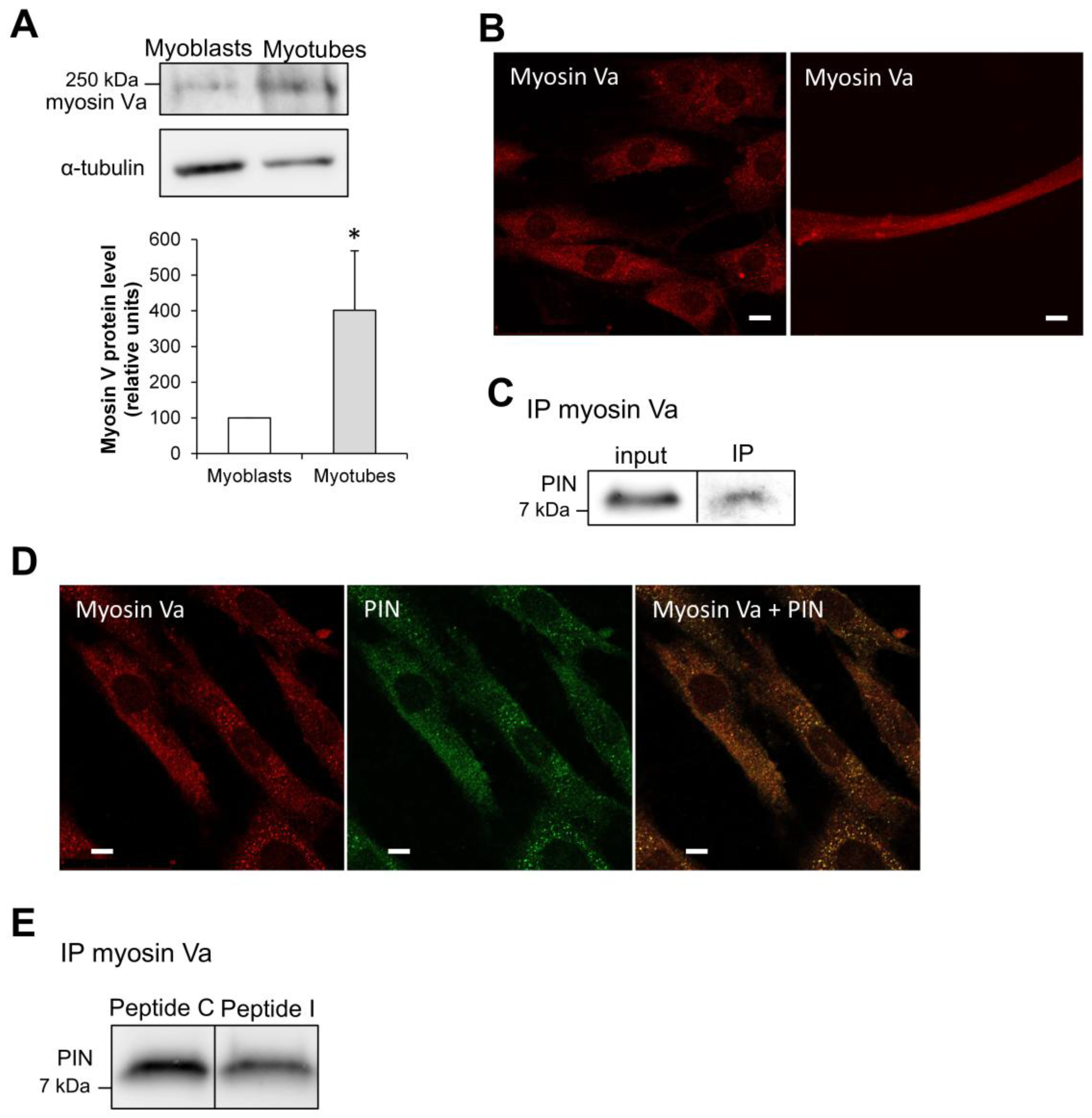 Antioxidants 15 00436 g006 Antioxidants 15 00436 g006