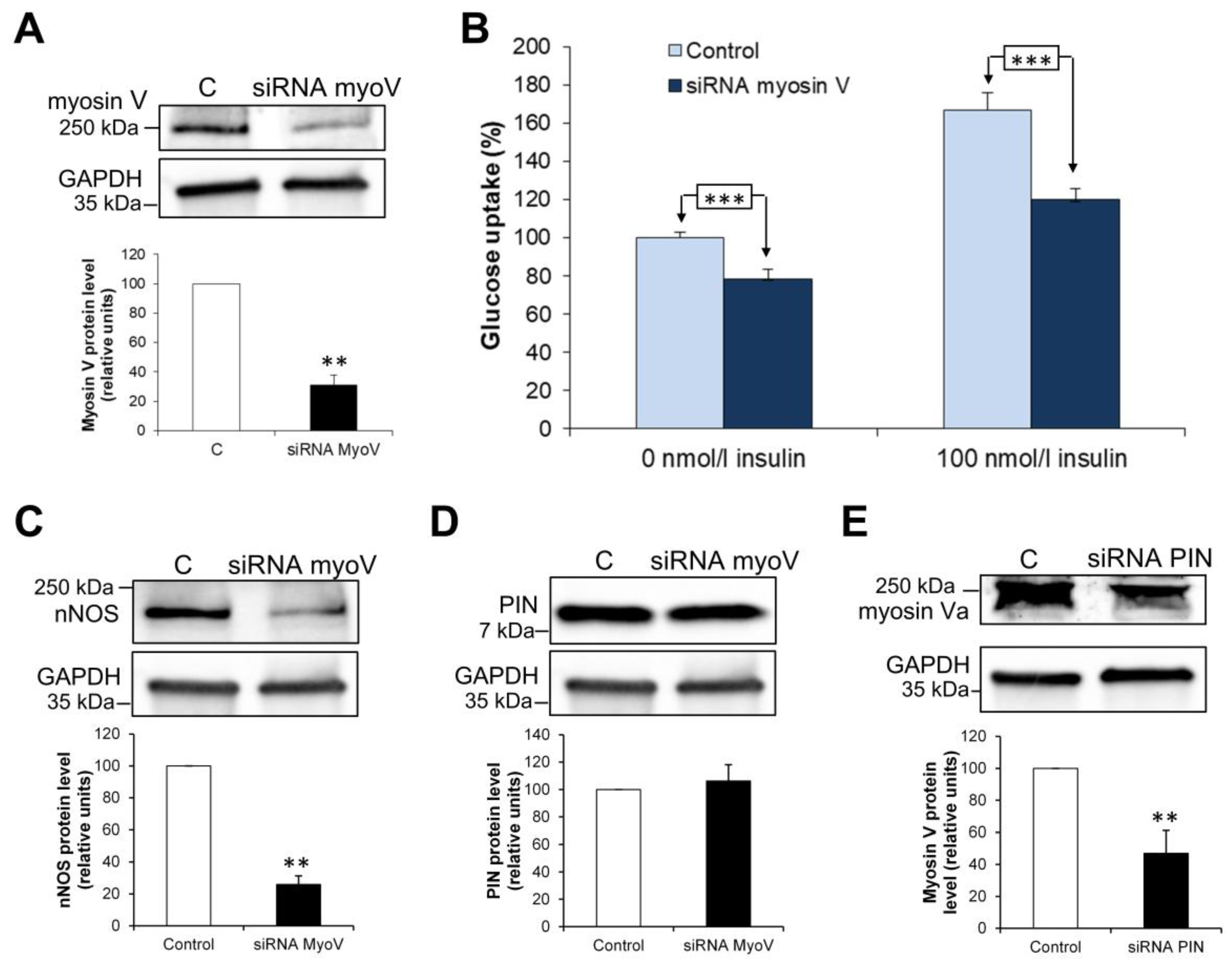 Antioxidants 15 00436 g007 Antioxidants 15 00436 g007