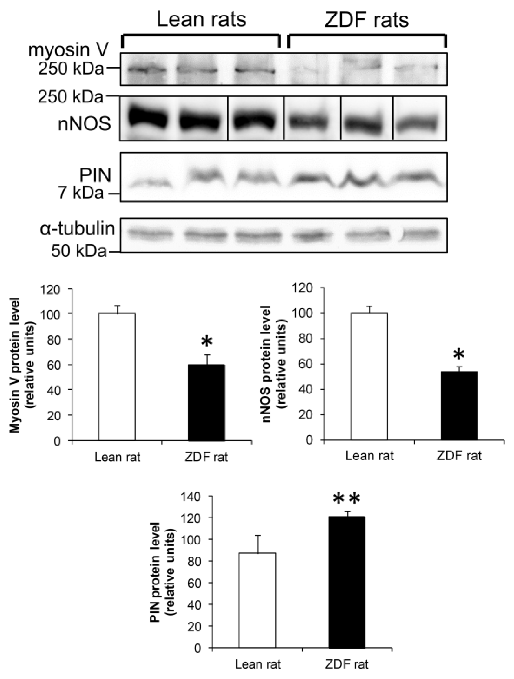 Antioxidants 15 00436 g008 Antioxidants 15 00436 g008