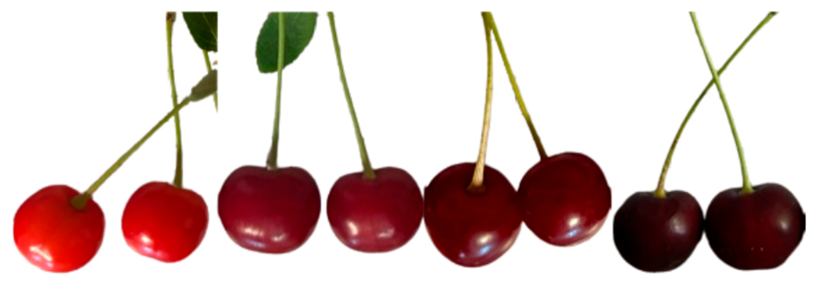 Antioxidants 15 00462 g001 Antioxidants 15 00462 g001